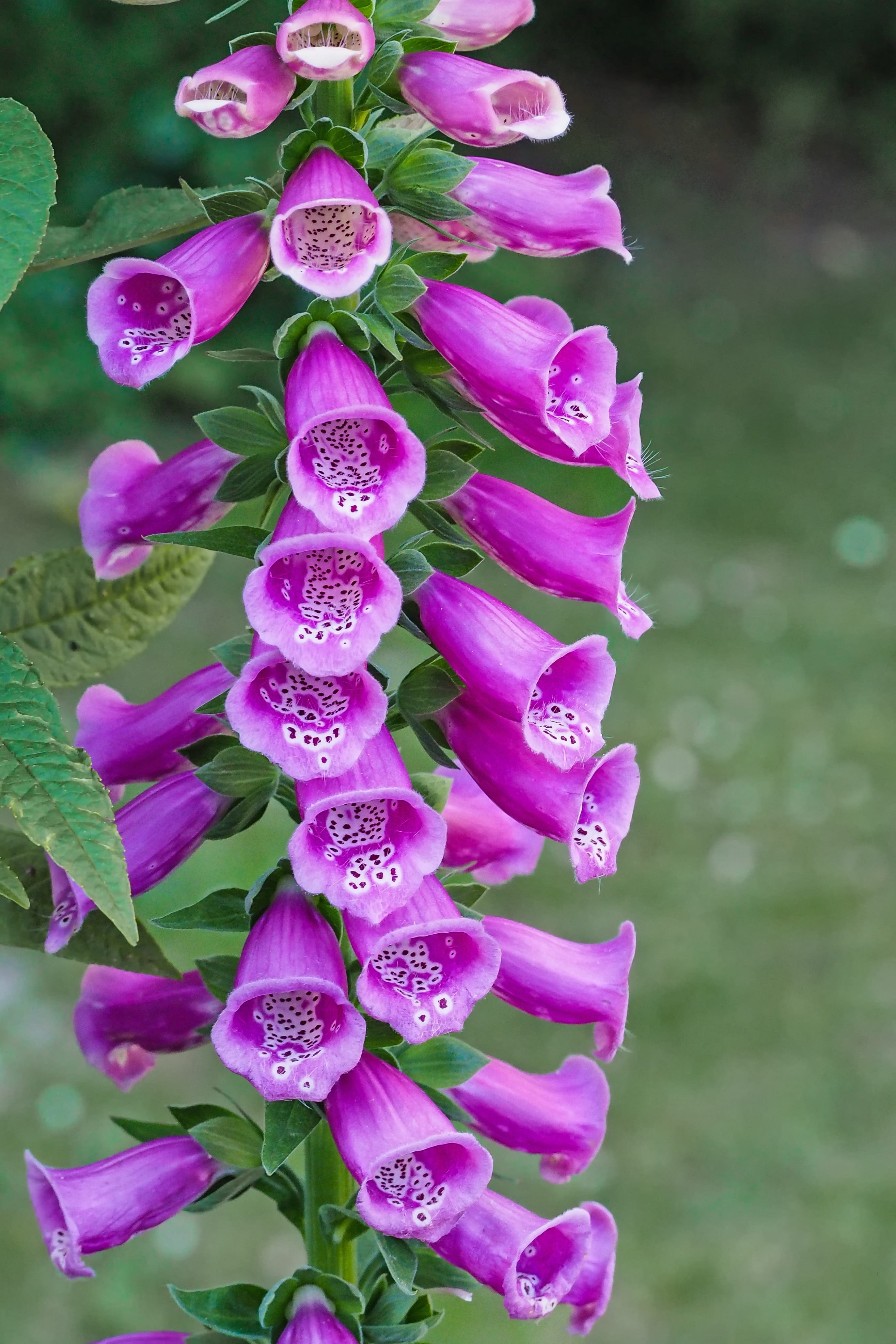 fox herbal, lilac, flowering plant, forest bells, growth, 4K, purple, pink color, focus on foreground, thimble, fragility, our dear women glove, bunch of flowers, Phone HD Wallpaper