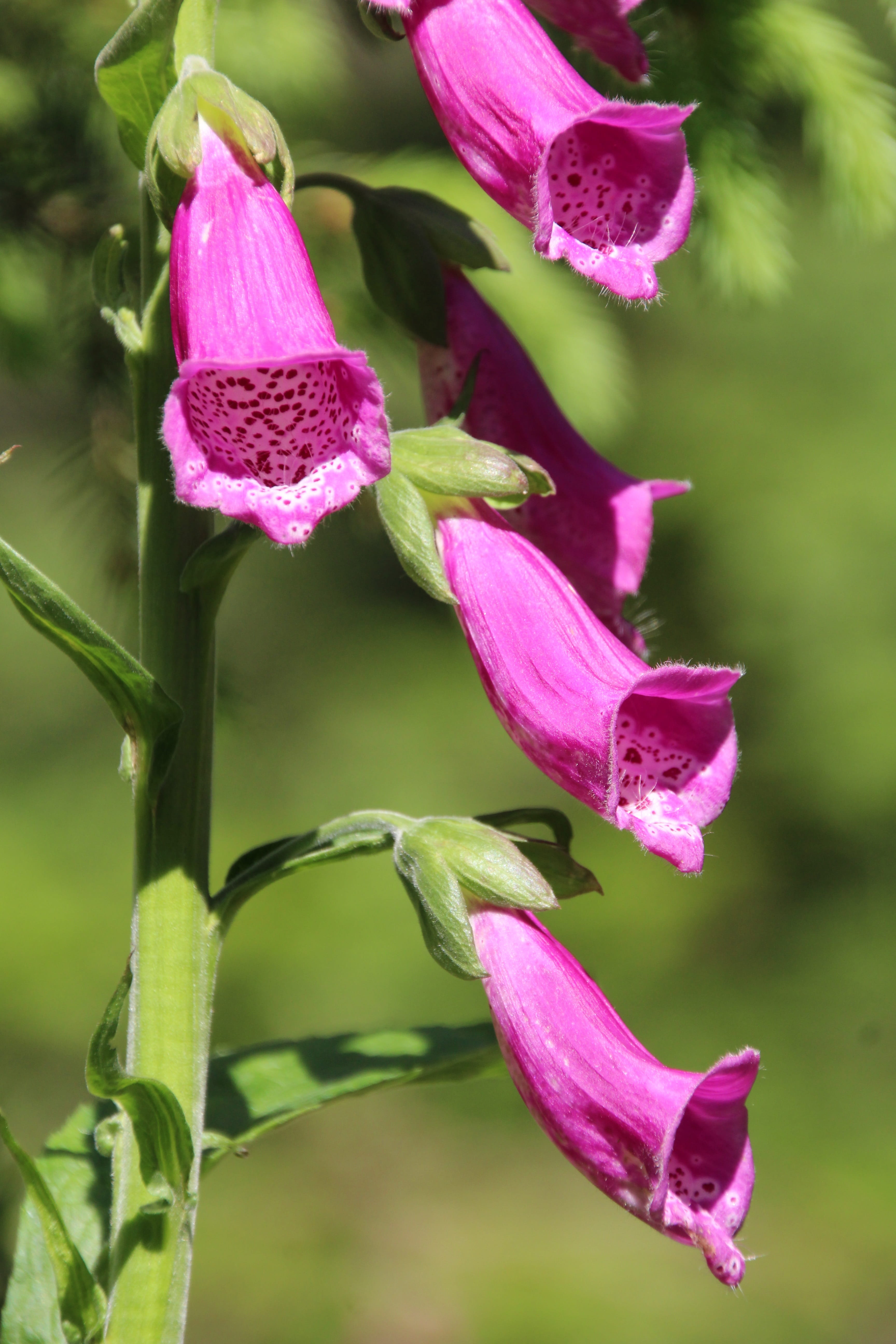 Thimble, pink color, day, beauty in nature, outdoors, flowering plant, no people, flower head, toxic, growth, nature, freshness, Common Foxglove, leaf, Phone HD Wallpaper