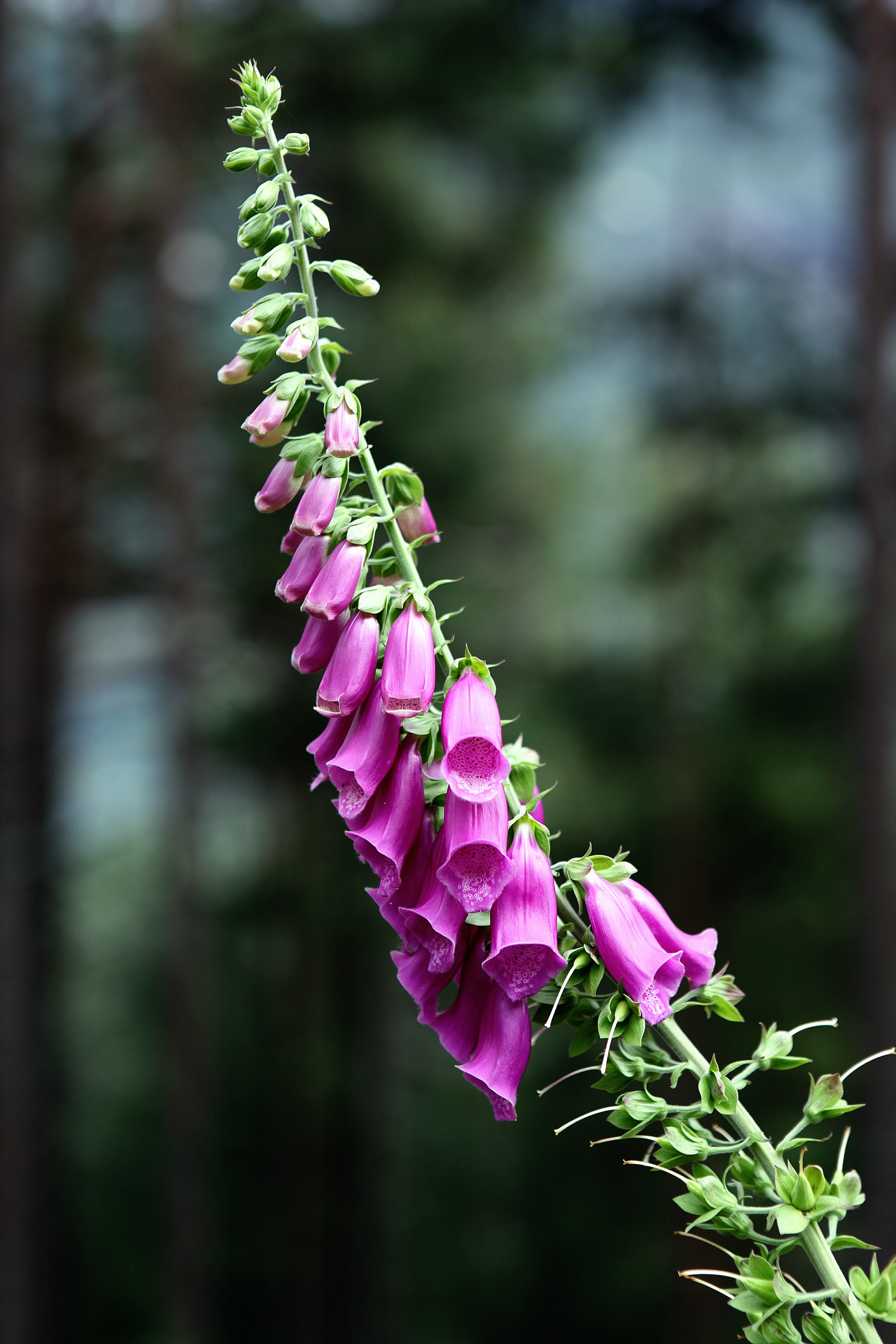 plant part, close-up, petals, bloom, macro, 5K, growth, flower, day, beauty in nature, leaf, outdoors, plant, flowers, digitalis purpurea, fragility, pink color, Phone HD Wallpaper