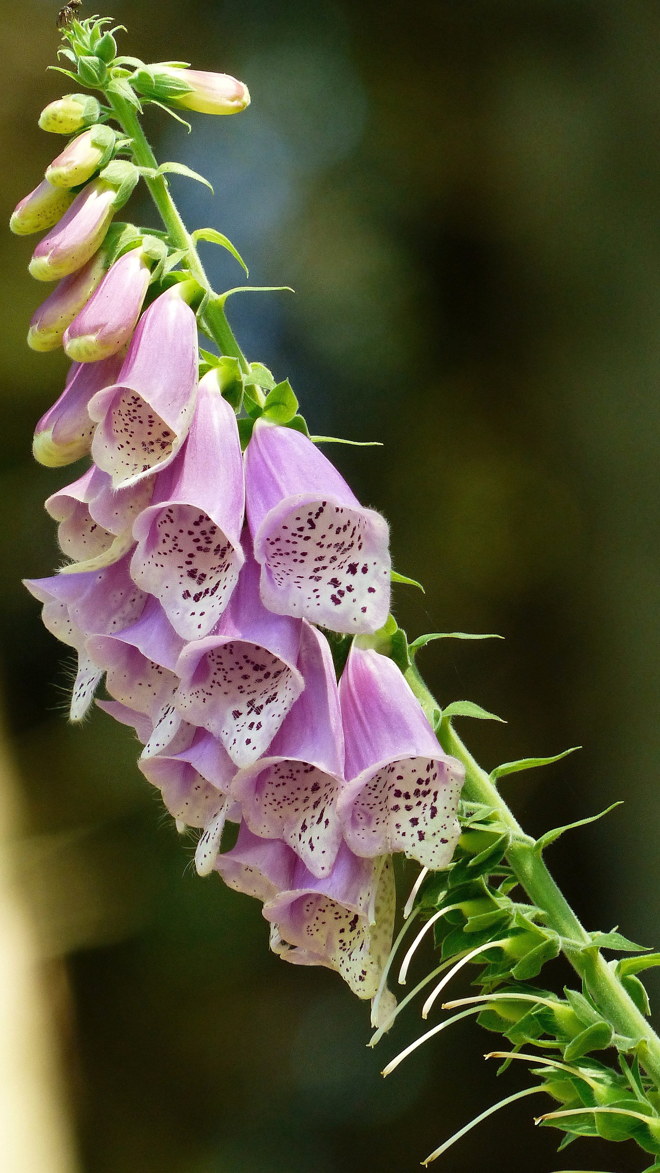 purple, flower, fragility, plant, wild plant, inflorescence, beauty in nature, forest bells, ant, outdoors, insect, nature, petal, selective focus, growth, Phone HD Wallpaper