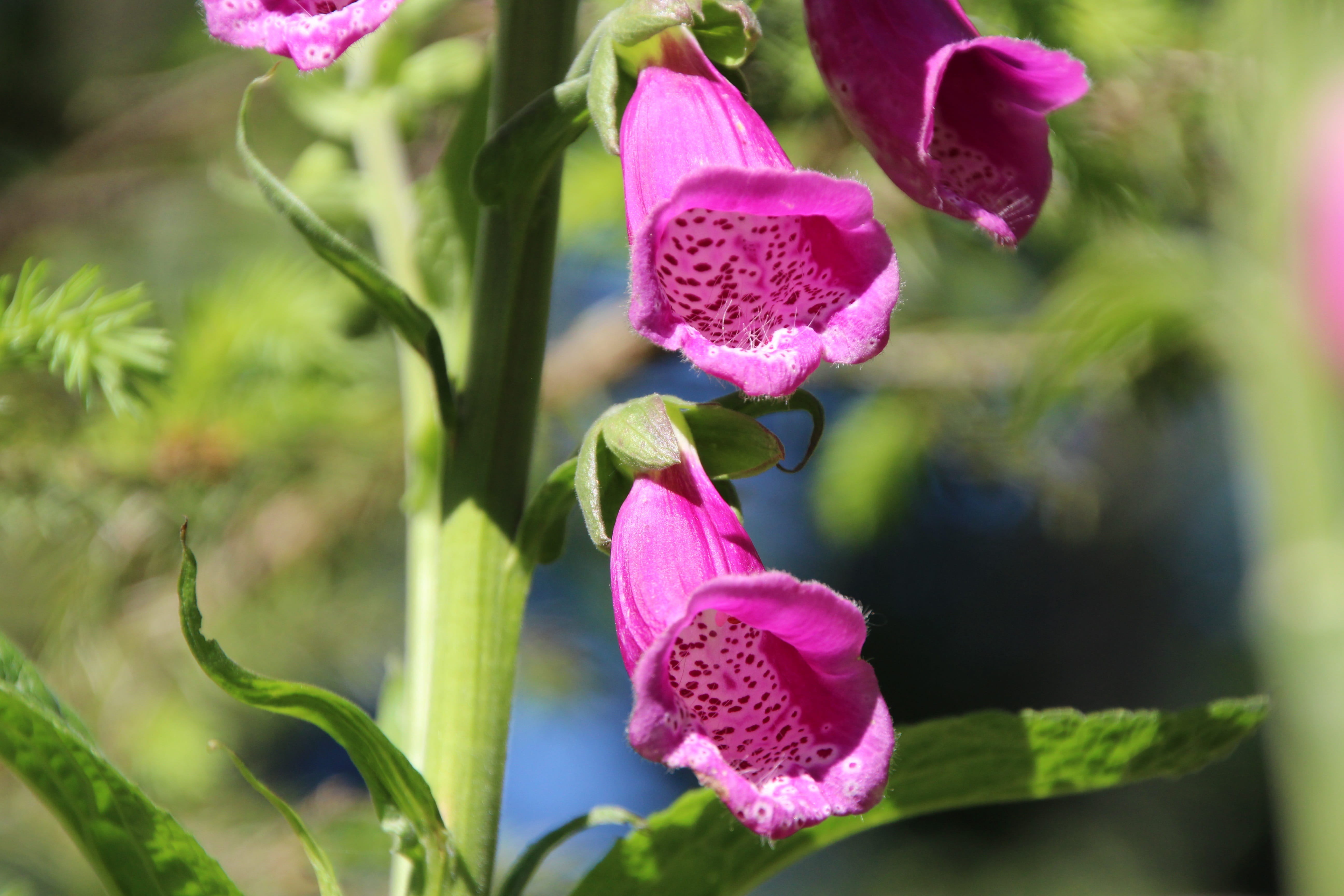 freshness, foxglove, springtime, no people, plant part, petal, flower, growth, common, Thimble, outdoors, Common Foxglove, fragility, focus on foreground, HD Wallpaper
