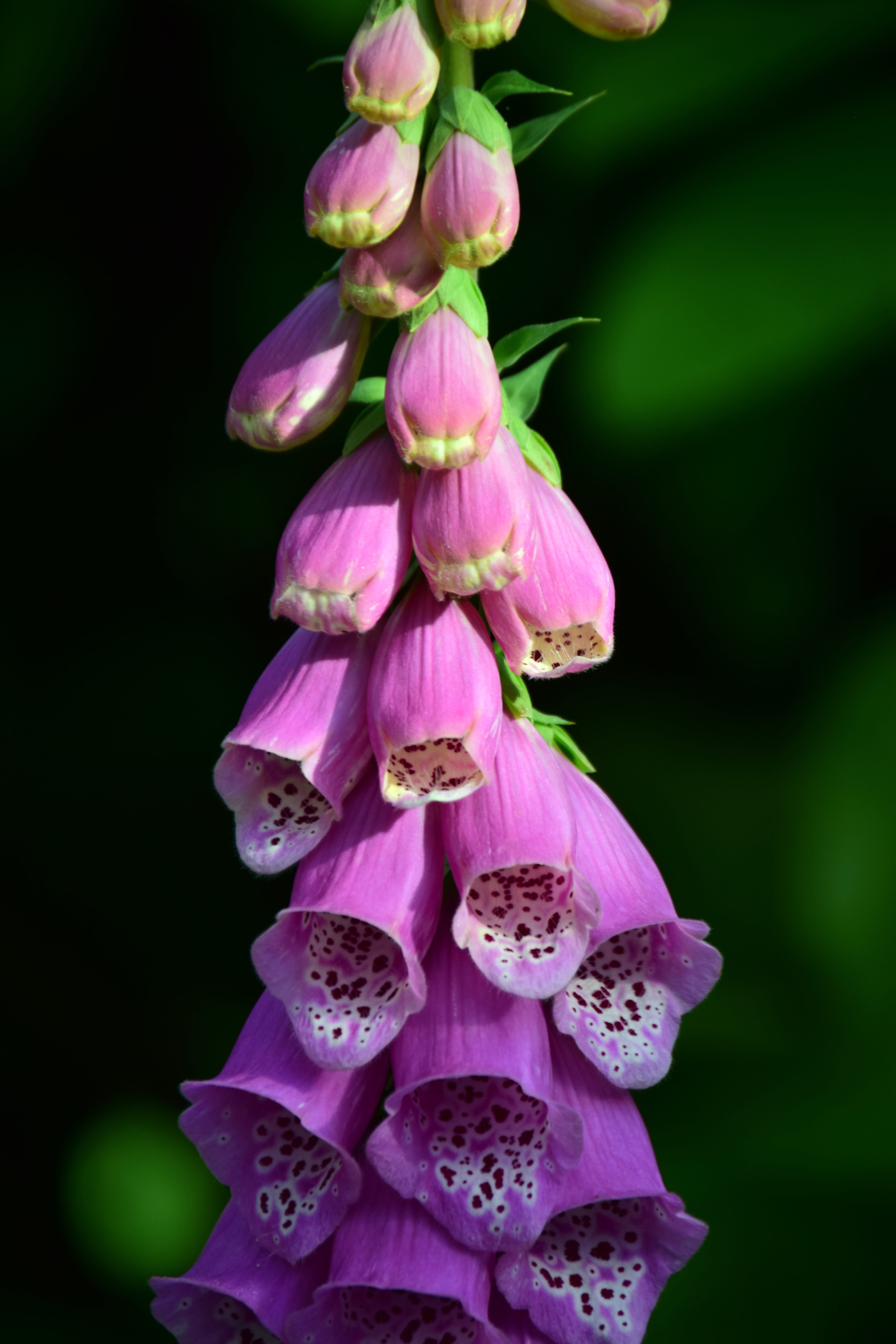 digitalis purpurea, flower, lamiaceae good, blossom, flowering plant, lamiaceae, flower head, pink color, common foxglove, no people, nature, close-up, Phone HD Wallpaper