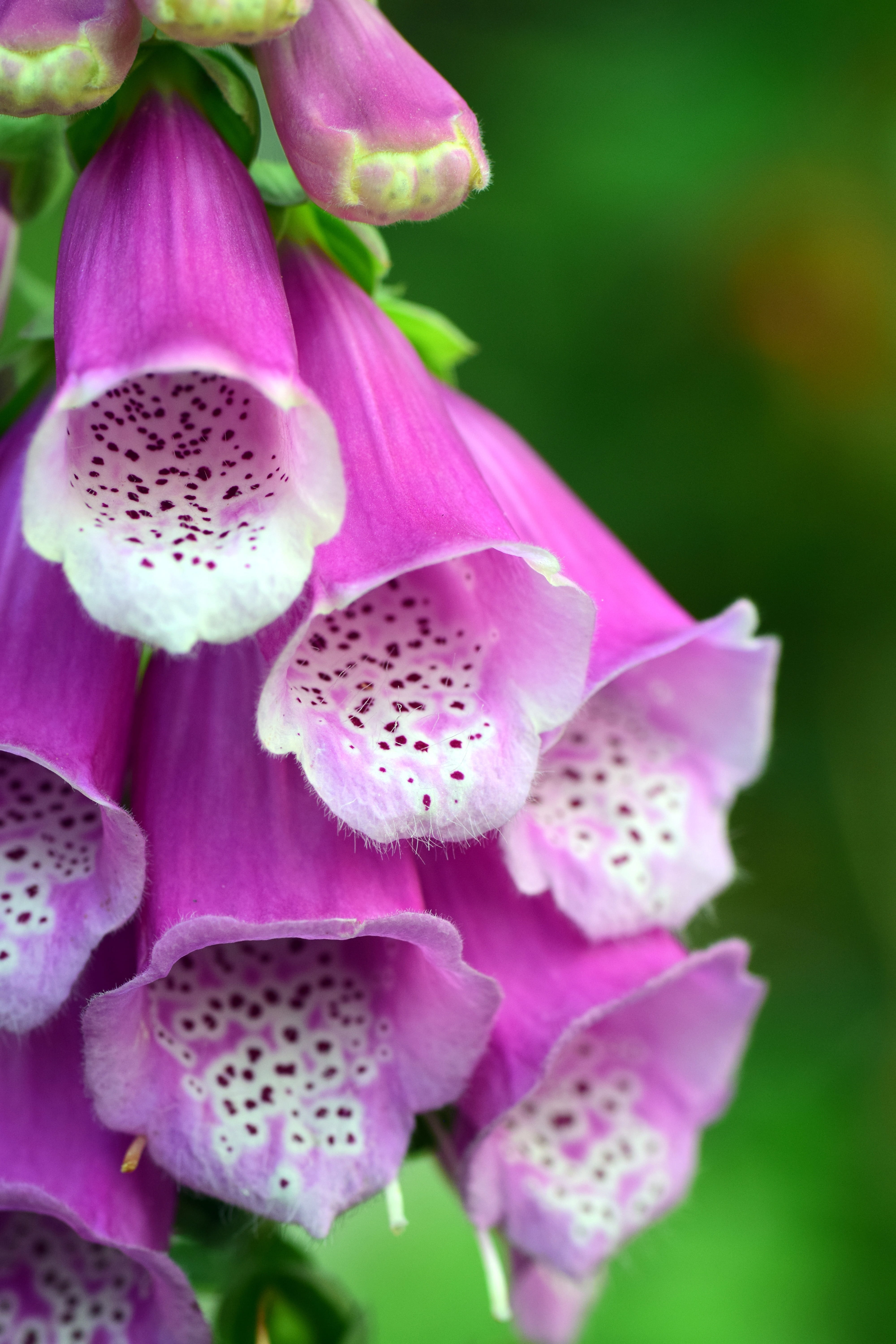 Toxic, no people, freshness, red, selective focus, fragility, giftplanze, Digitalis, day, blossom, growth, pollen, petal, Thimble, pink color, flower head, Phone HD Wallpaper