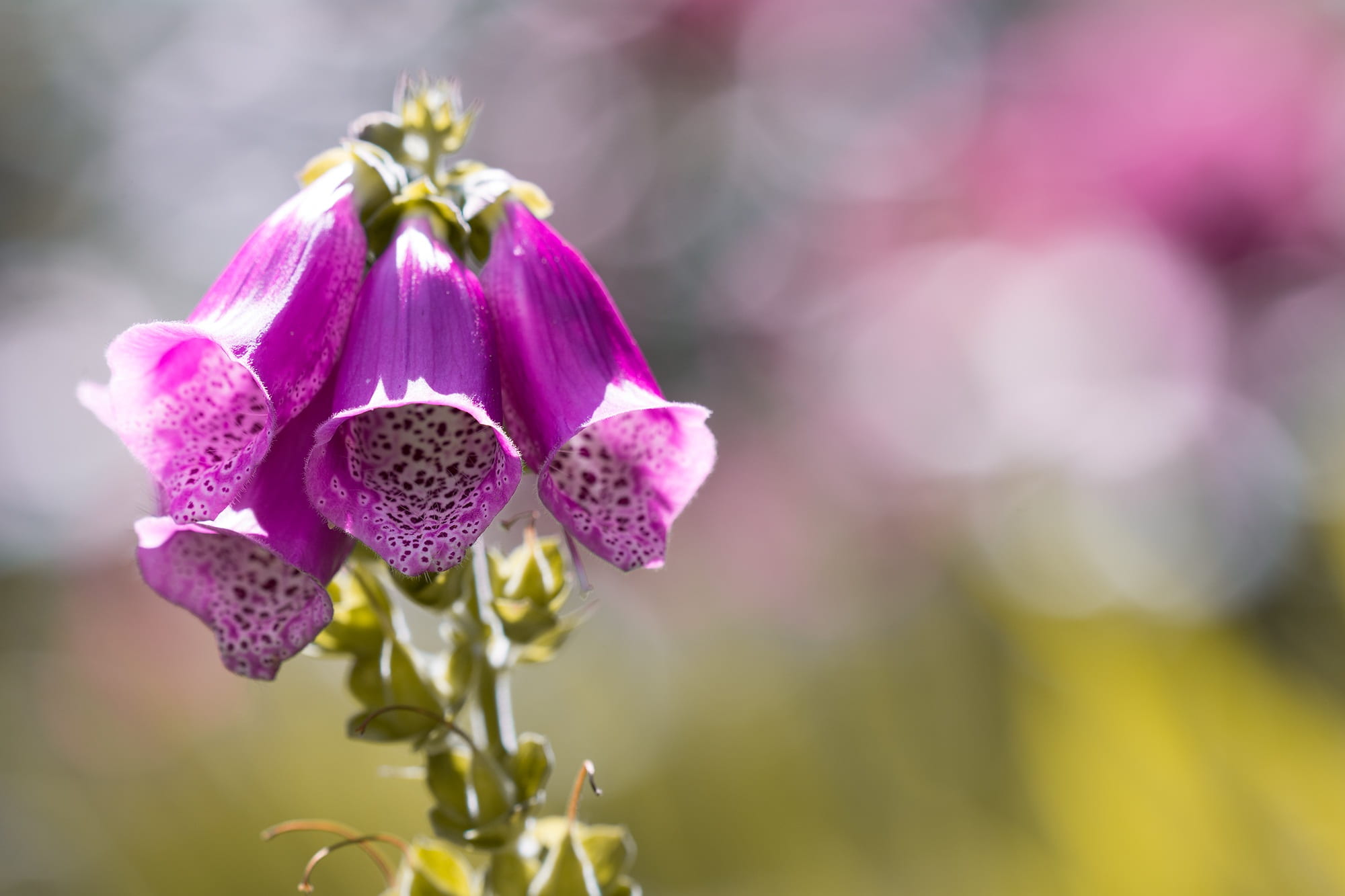 flower head, pink, plant, pink color, growth, fragility, flower garden, purple, inflorescence, ornamental plant, close, in the garden, softness, 1080P, HD Wallpaper