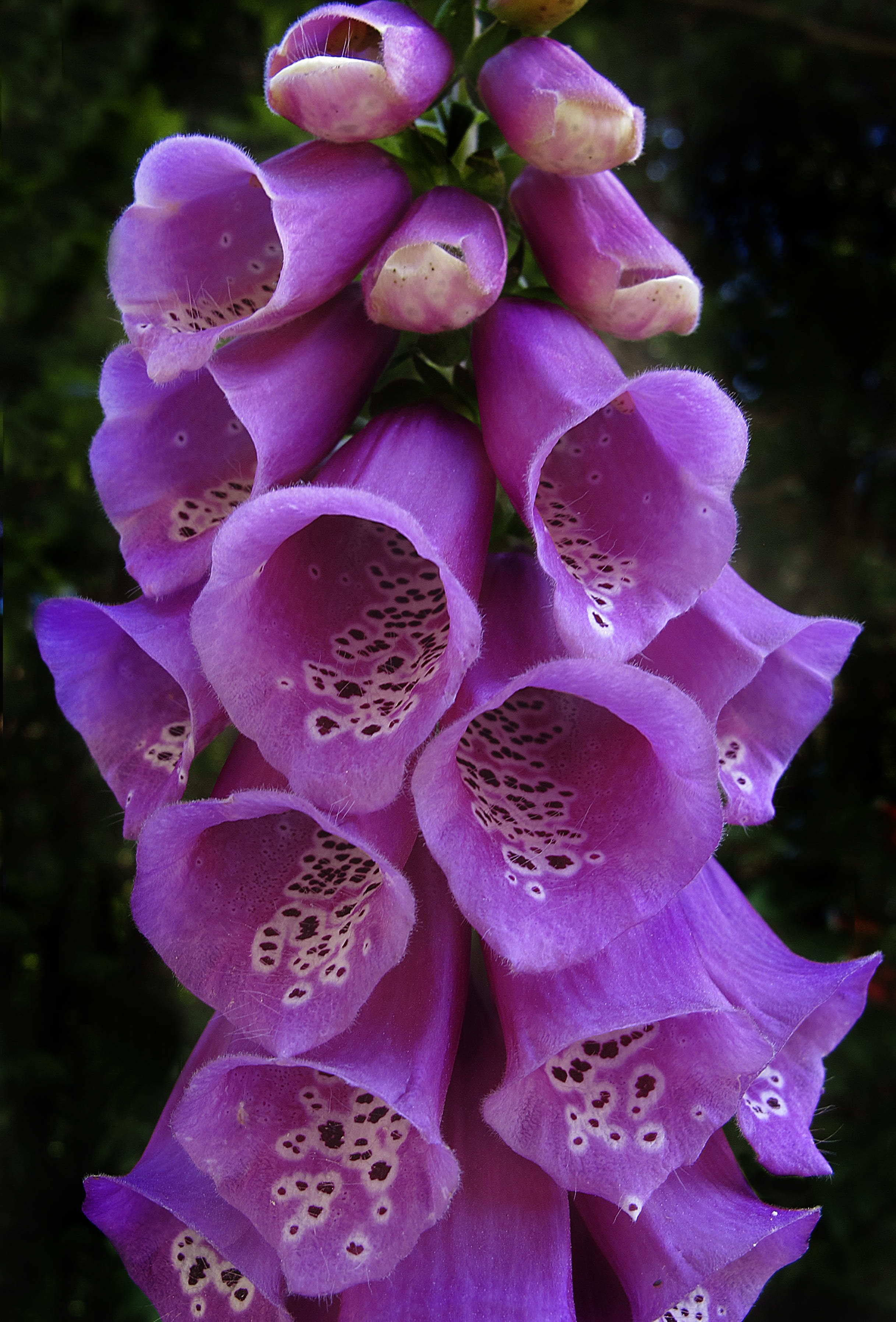 flower head, day, flowering plant, red flowers, growth, fragility, purple, garden, no people, medicinal plant, common foxglove, pink color, edge of the woods, Phone HD Wallpaper