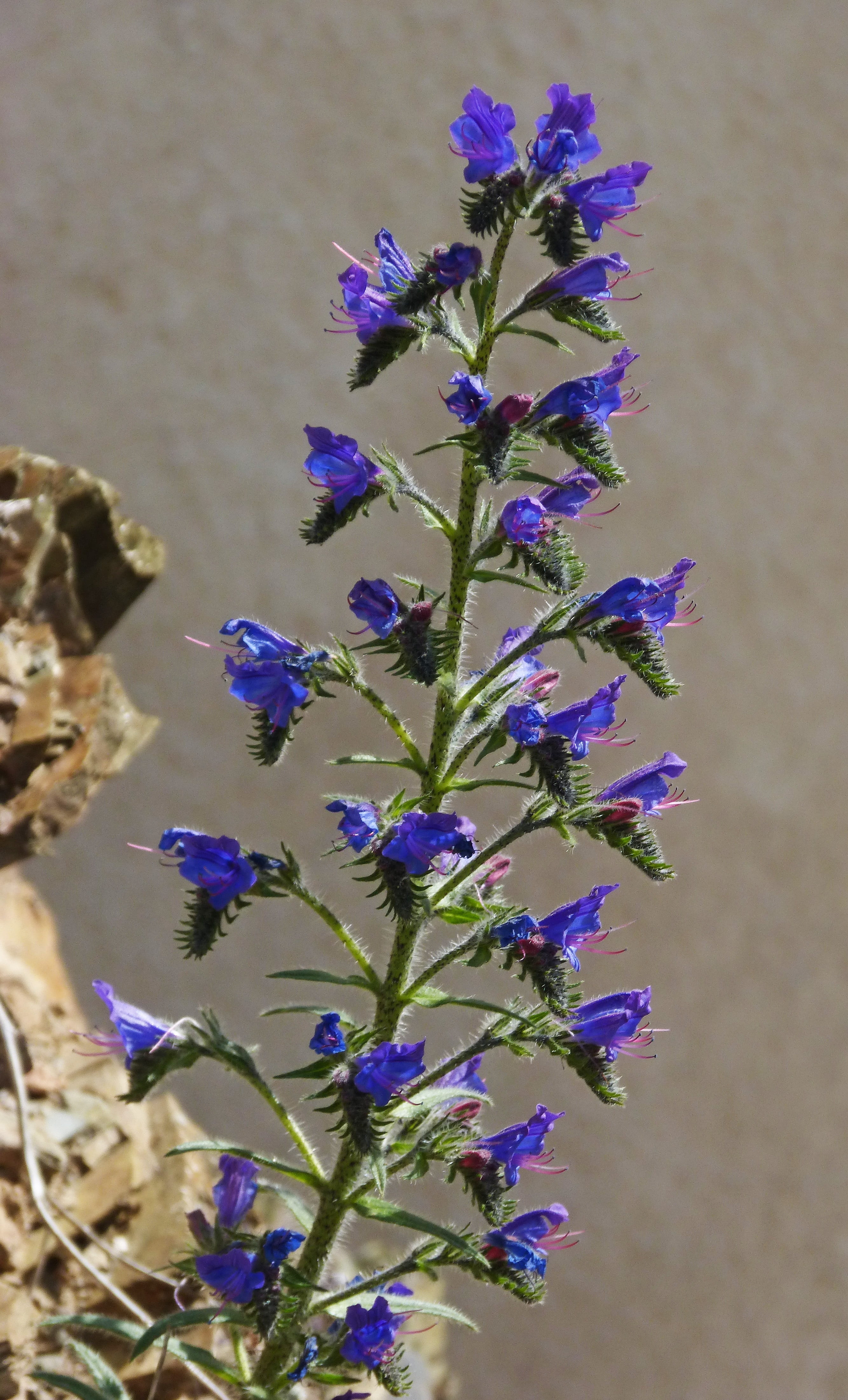 blue grass, freshness, plant, fragility, flower, petal, flower head, growth, echium vulgare, cow tongue, no people, beauty in nature, vulnerability, wild flower, Phone HD Wallpaper