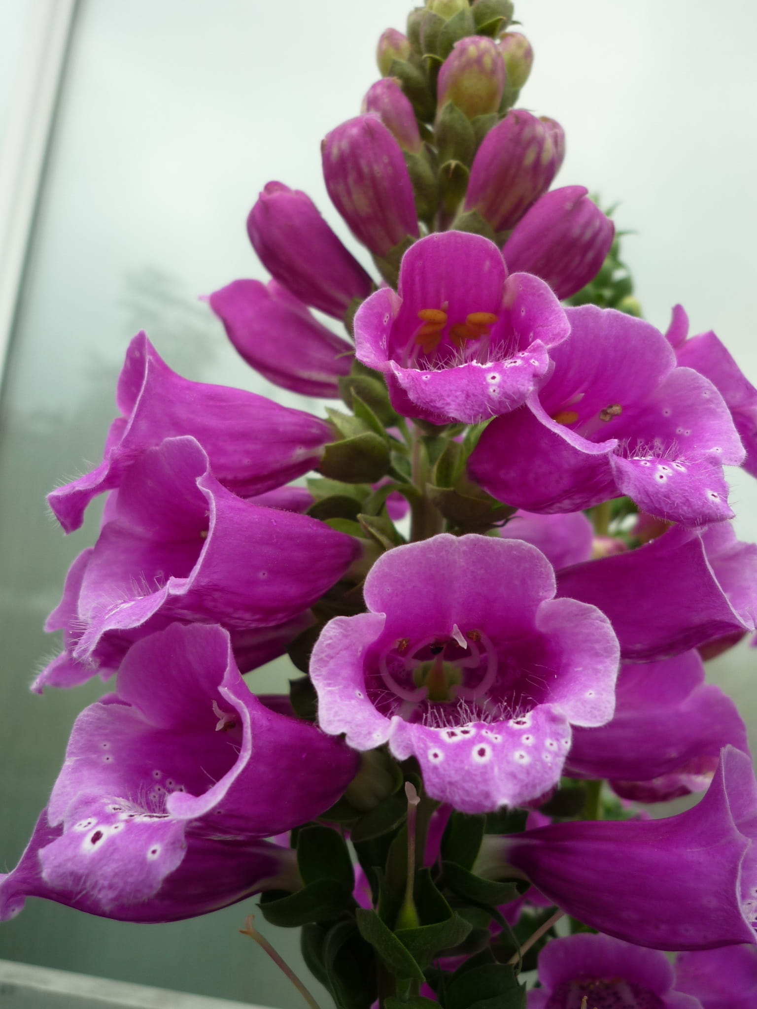 flower head, Common Foxglove, pink color, plant, vigorous plant, flower, flowering plant, Garden Plant, Toxic, focus on foreground, fragility, selective focus, Phone HD Wallpaper
