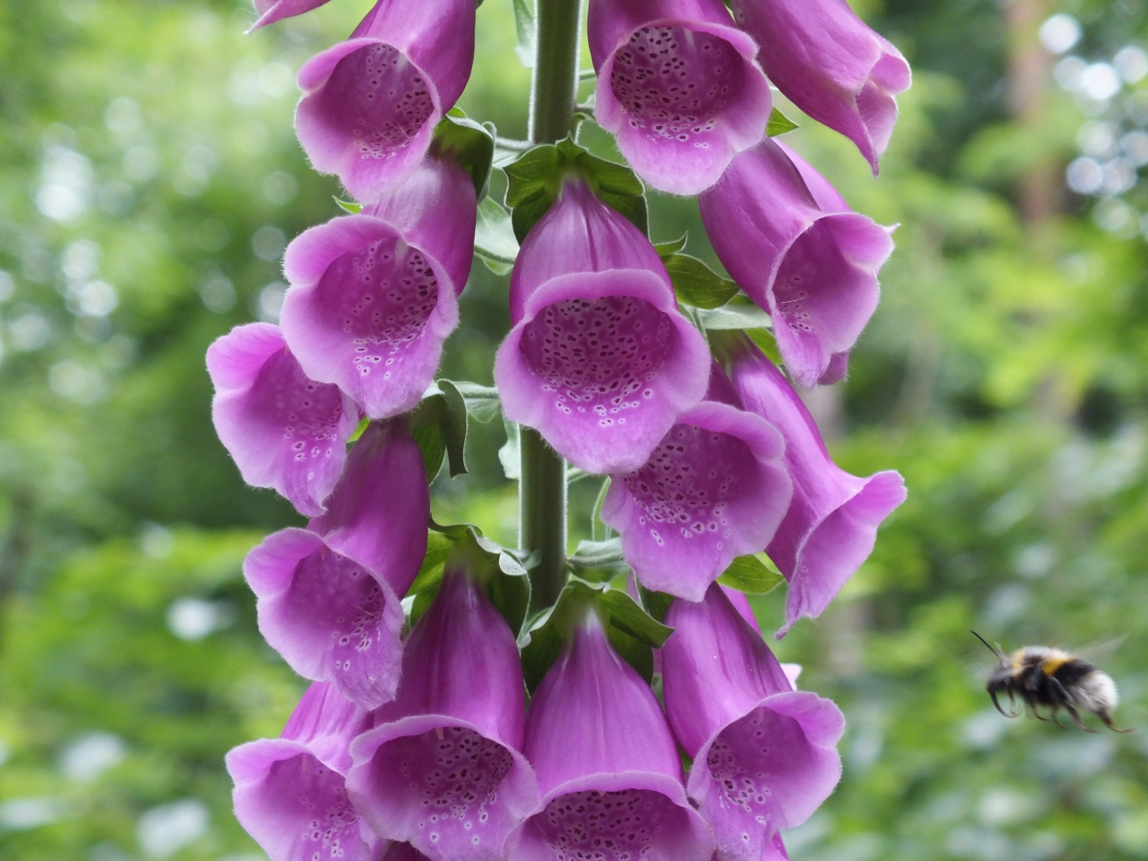 close-up, outdoors, day, vulnerability, common foxglove, botany, flower head, blossom, flowering plant, petal, inflorescence, bloom, bombast herb, wood clamp, HD Wallpaper