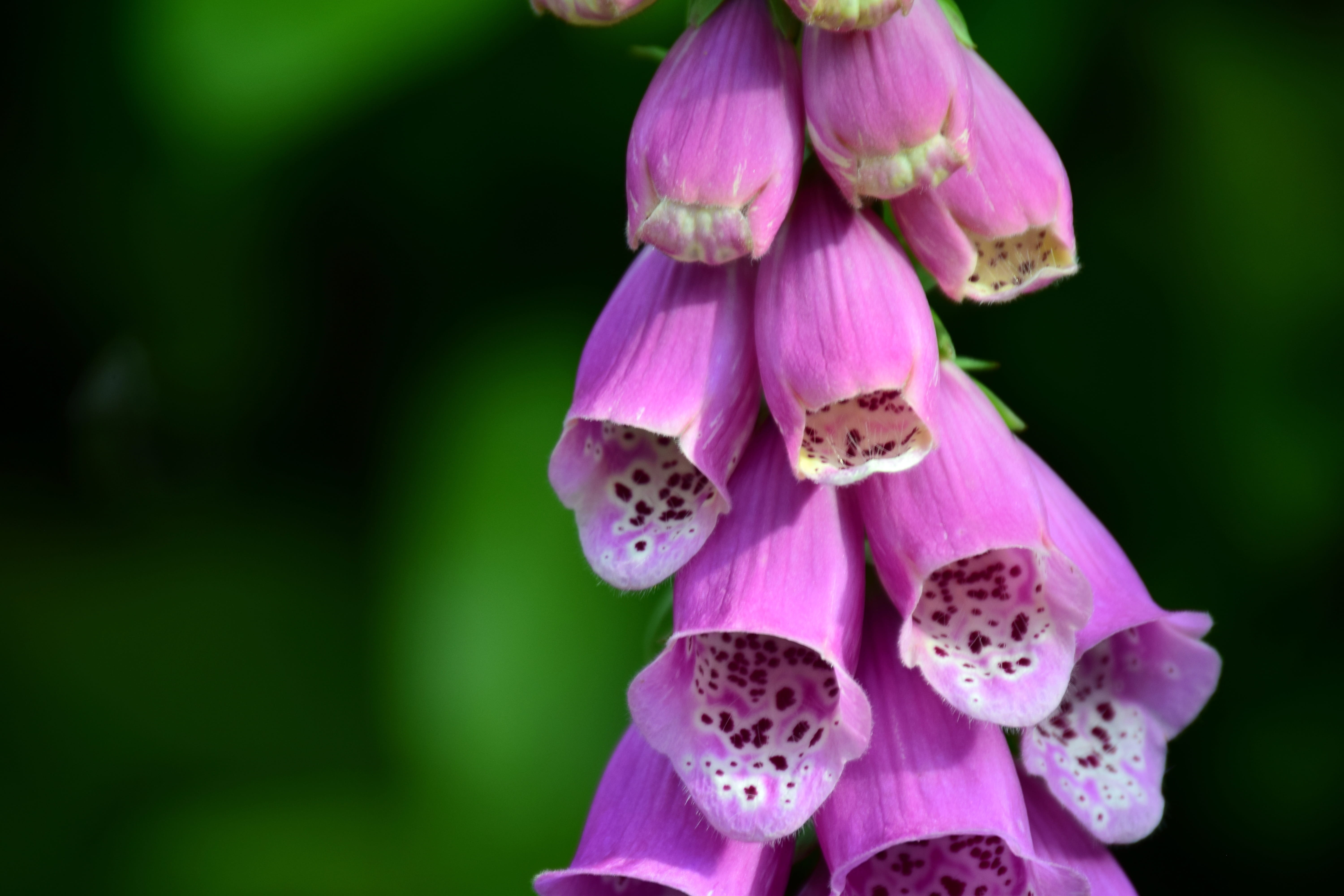 common foxglove, beauty in nature, plant, nature, day, close up, growth, vulnerability, digitalis, flower head, toxic, pink color, blossom, thimble, giftplanze, HD Wallpaper
