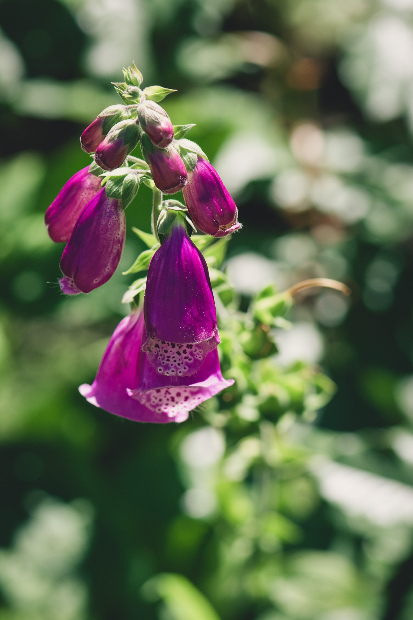 1080P, thimble, garden, summer, common foxglove, freshness, fragility, focus on foreground, plant, no people, purple, ornamental plant, inflorescence, Phone HD Wallpaper