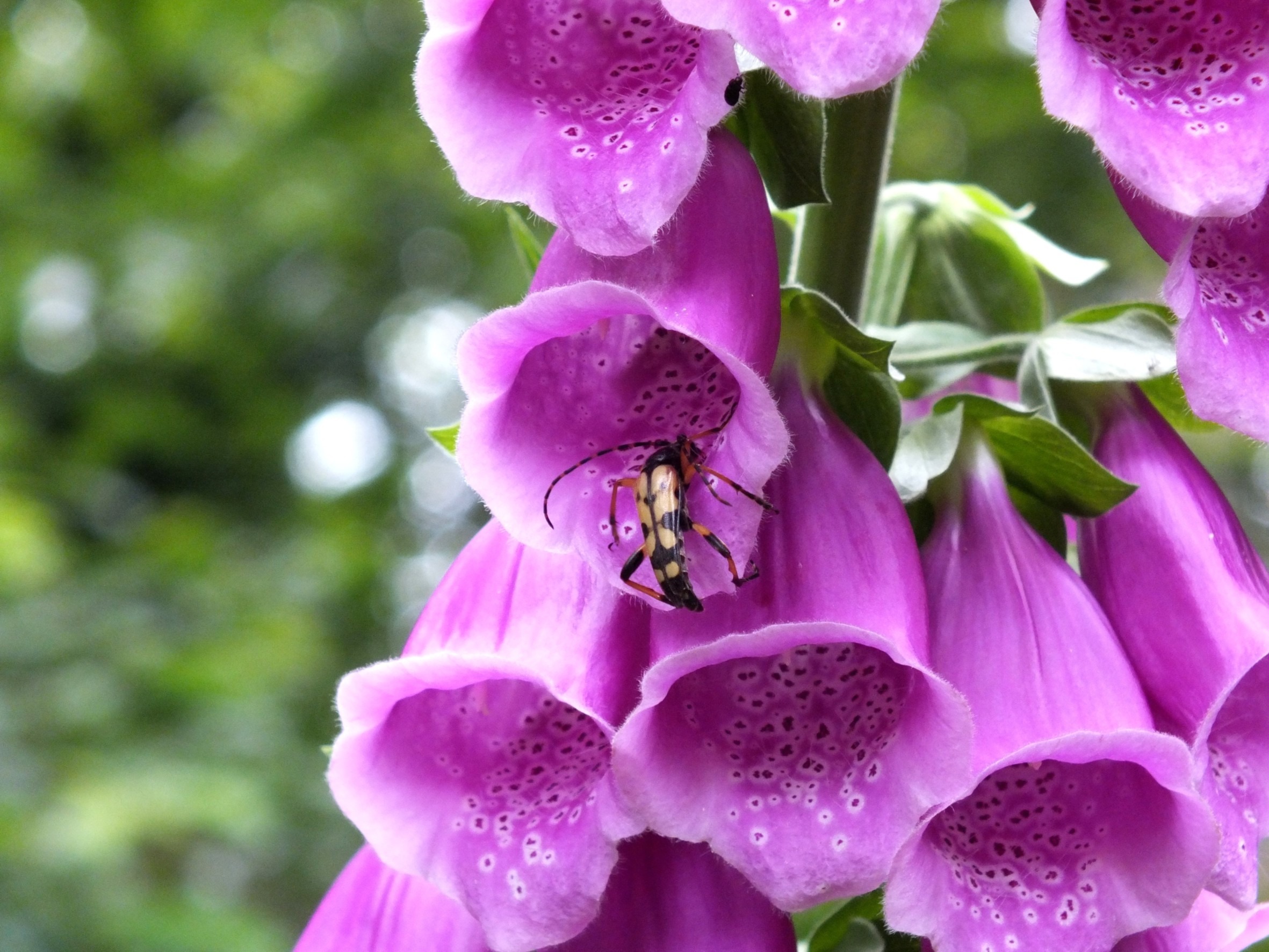 flower head, 1080P, animal wildlife, pollination, wood clamp, cinquefoil, fox herbal, digitalis purpurea, our dear women glove, common foxglove, petal, HD Wallpaper