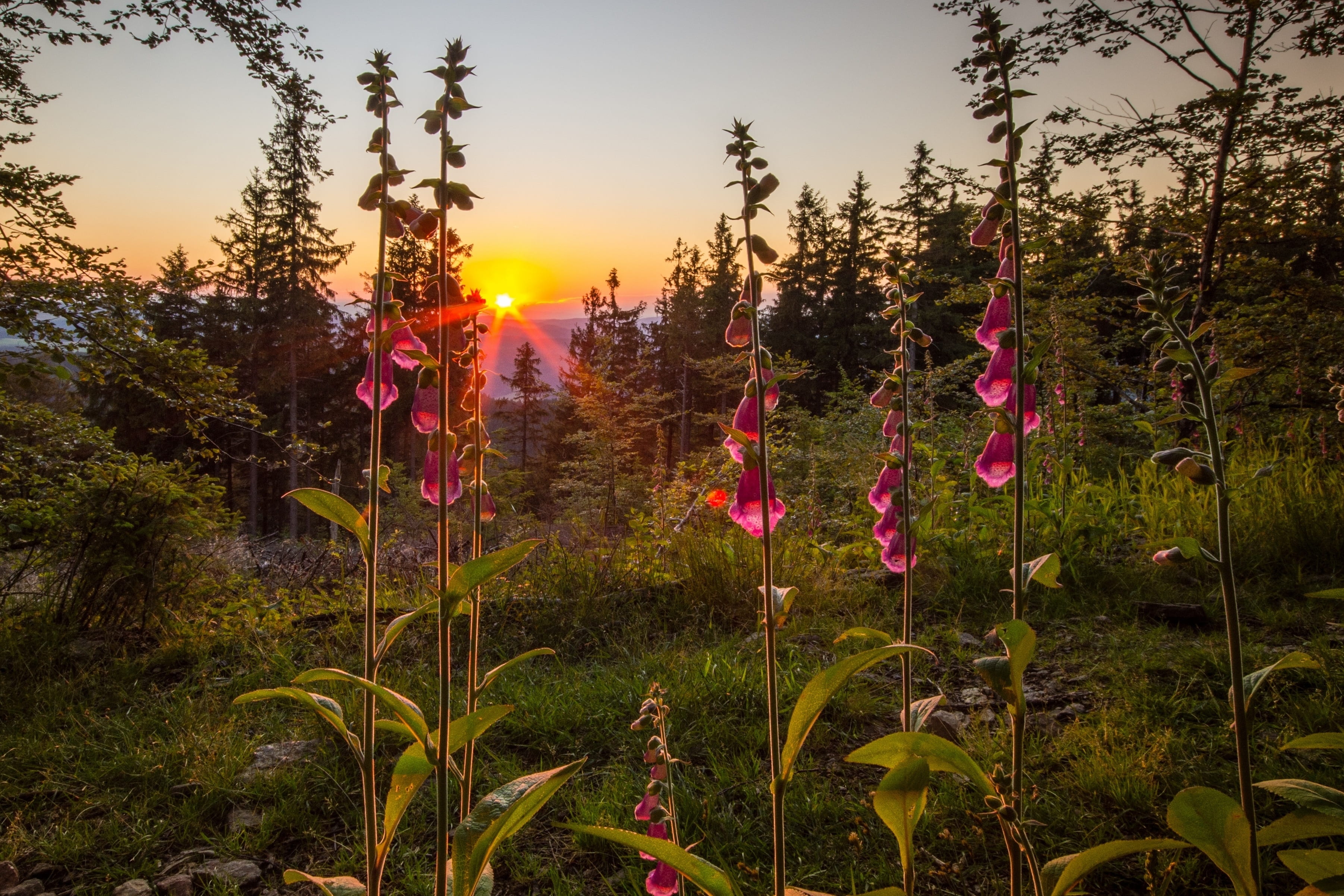 sunlight, color, environment, hermann, summer, medicinal plant, pink, flowers, non-urban scene, field, schmider, landscape, sunset, thimble, tree, sky, HD Wallpaper