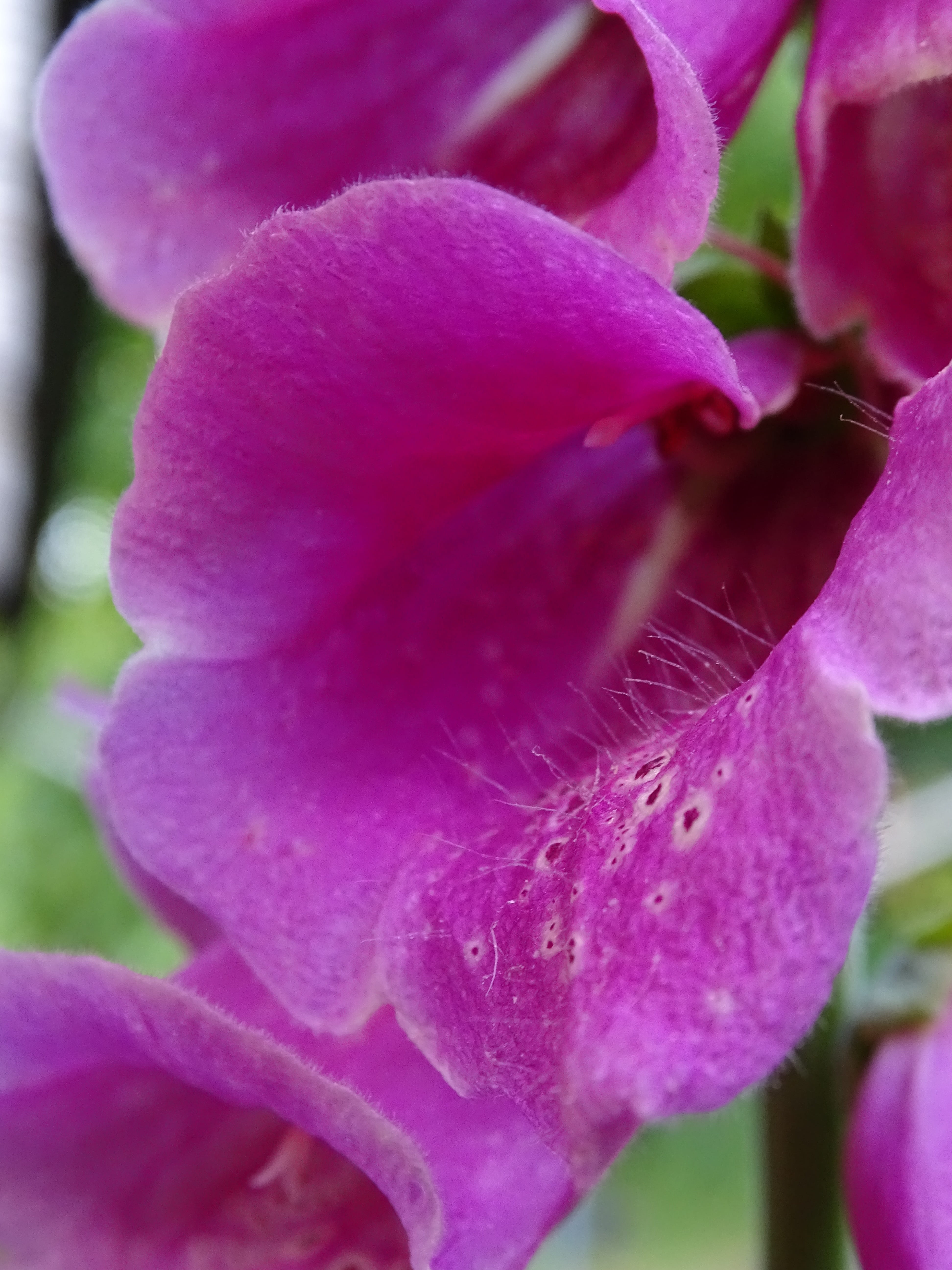 digitalis purpurea, flowering plant, common foxglove, beauty in nature, no people, flower head, thimble, springtime, flower, inflorescence, 5K, petal, Phone HD Wallpaper