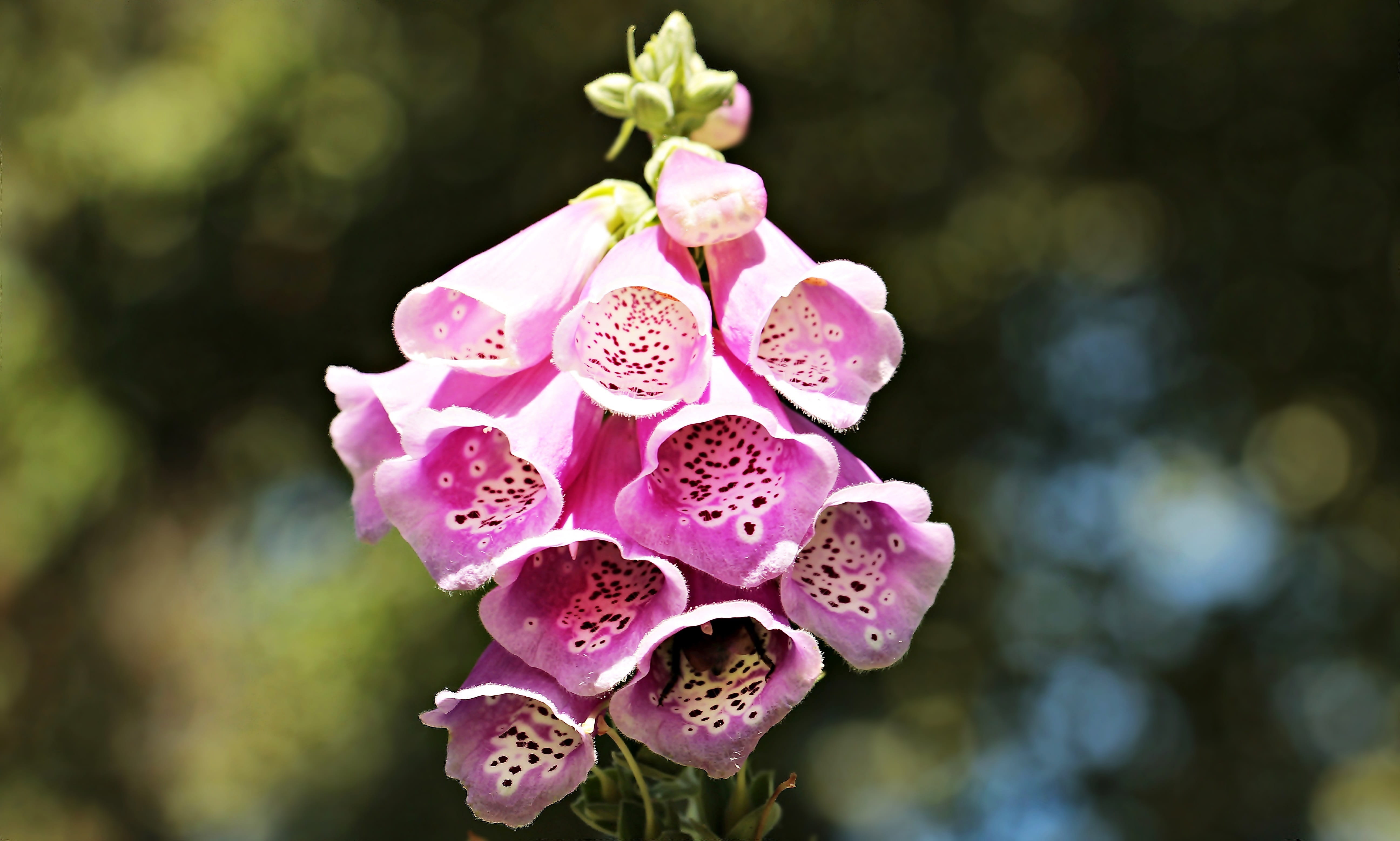 close-up, growth, vulnerability, 5K, inflorescence, flowers, focus on foreground, pink, focus, flora, flowering plant, purple, flower head, digitalis purpurea, HD Wallpaper