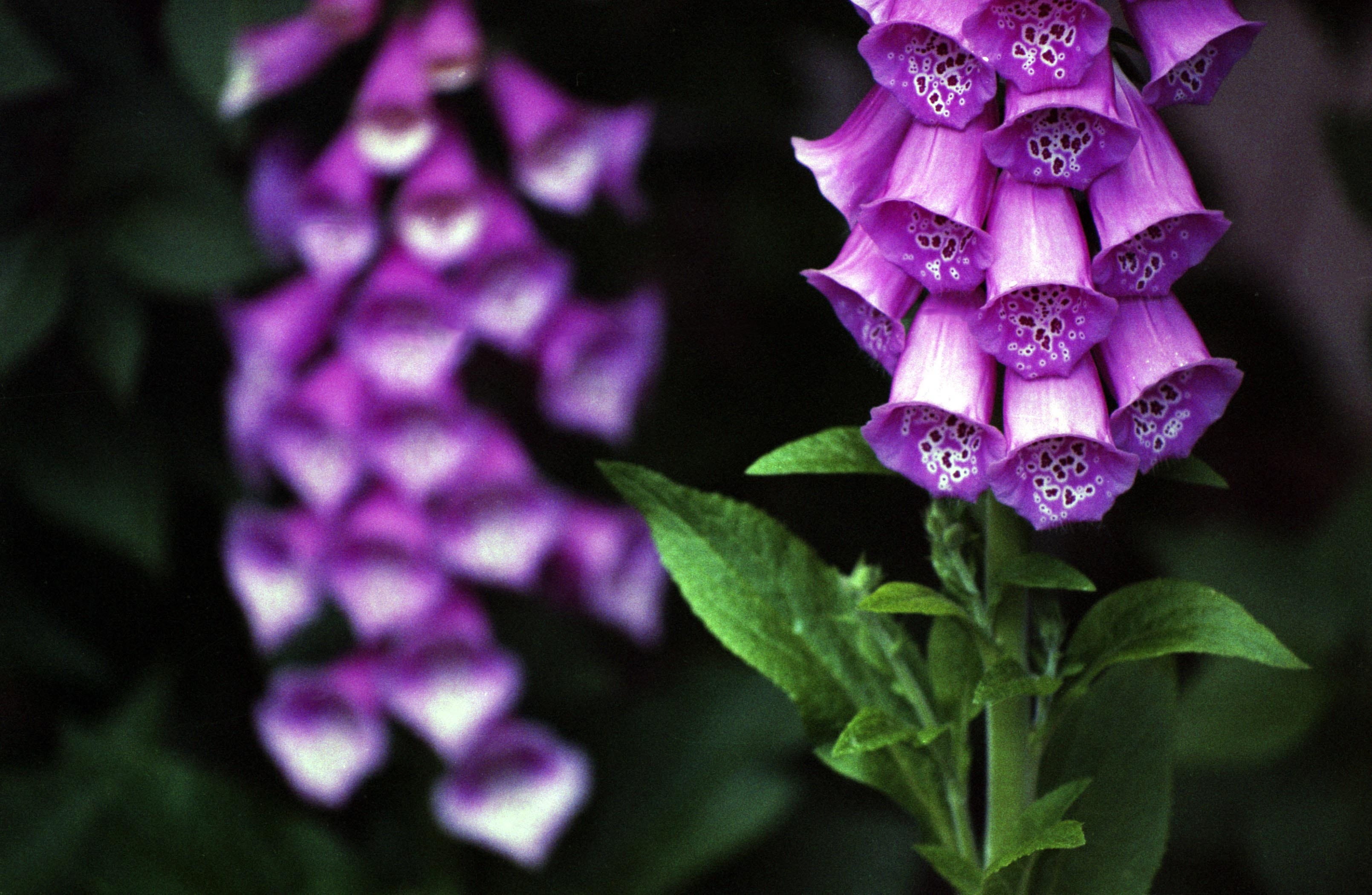 selective focus, plant part, petaled, flora, no people, poisonous, common, petal, close, ladys glove, plant, digitalis, freshness, foxglove, summer, inflorescence, HD Wallpaper