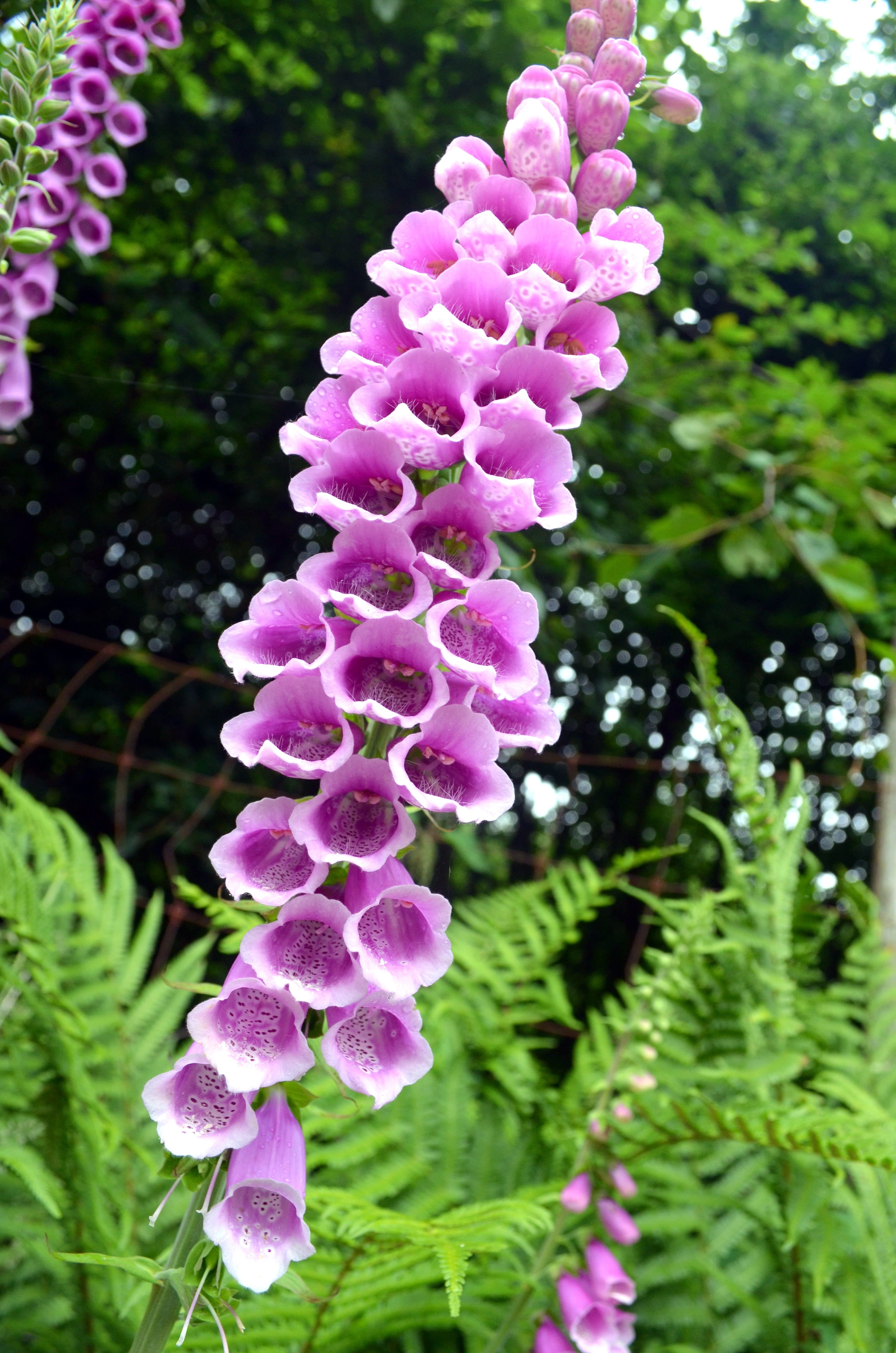 inflorescence, no people, vulnerability, outdoors, freshness, focus on foreground, inflorescences, flower, nature, wild plant, tree, thimble, flowering plant, Phone HD Wallpaper
