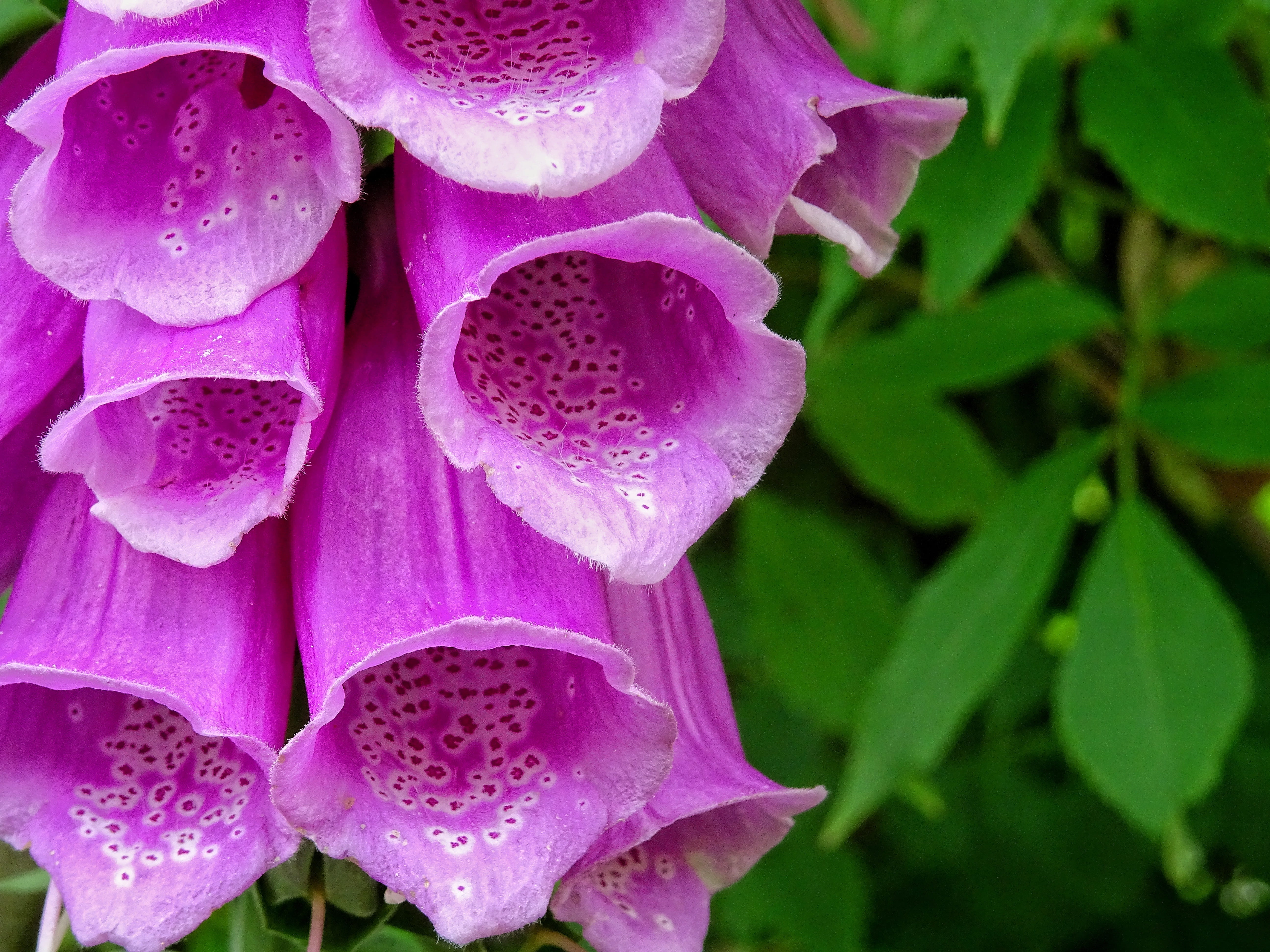 pollen, bush, inflorescence, thimble, bloom, Common Foxglove, beauty in nature, common, foxglove, purpurea, growth, close-up, petal, digitalis, day, no people, HD Wallpaper