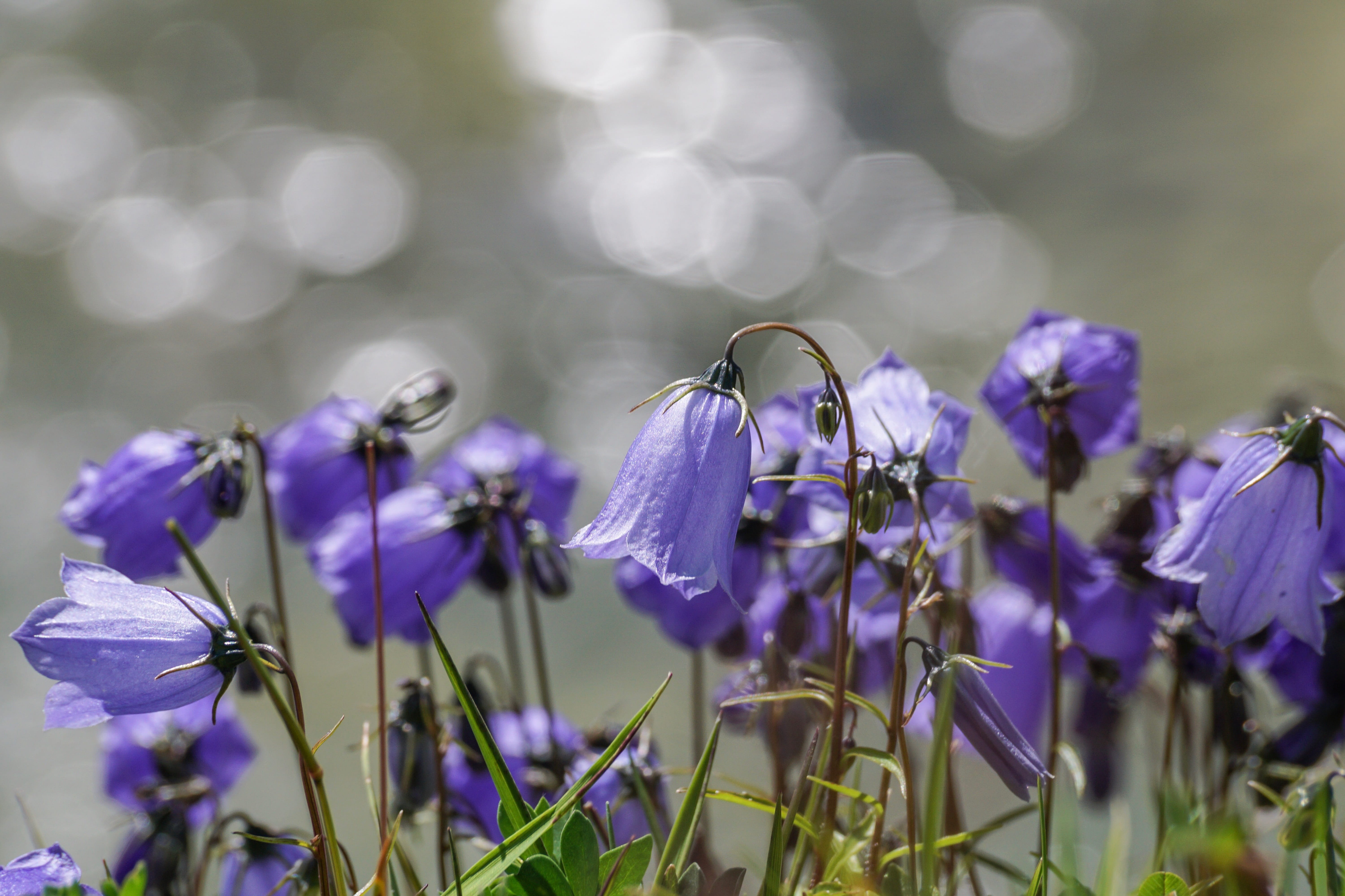 small bellflower, focus on foreground, day, crocus, purple, lighting, flower head, nature, 5K, growth, close-up, atmospheric, campanula cochlearifolia, HD Wallpaper