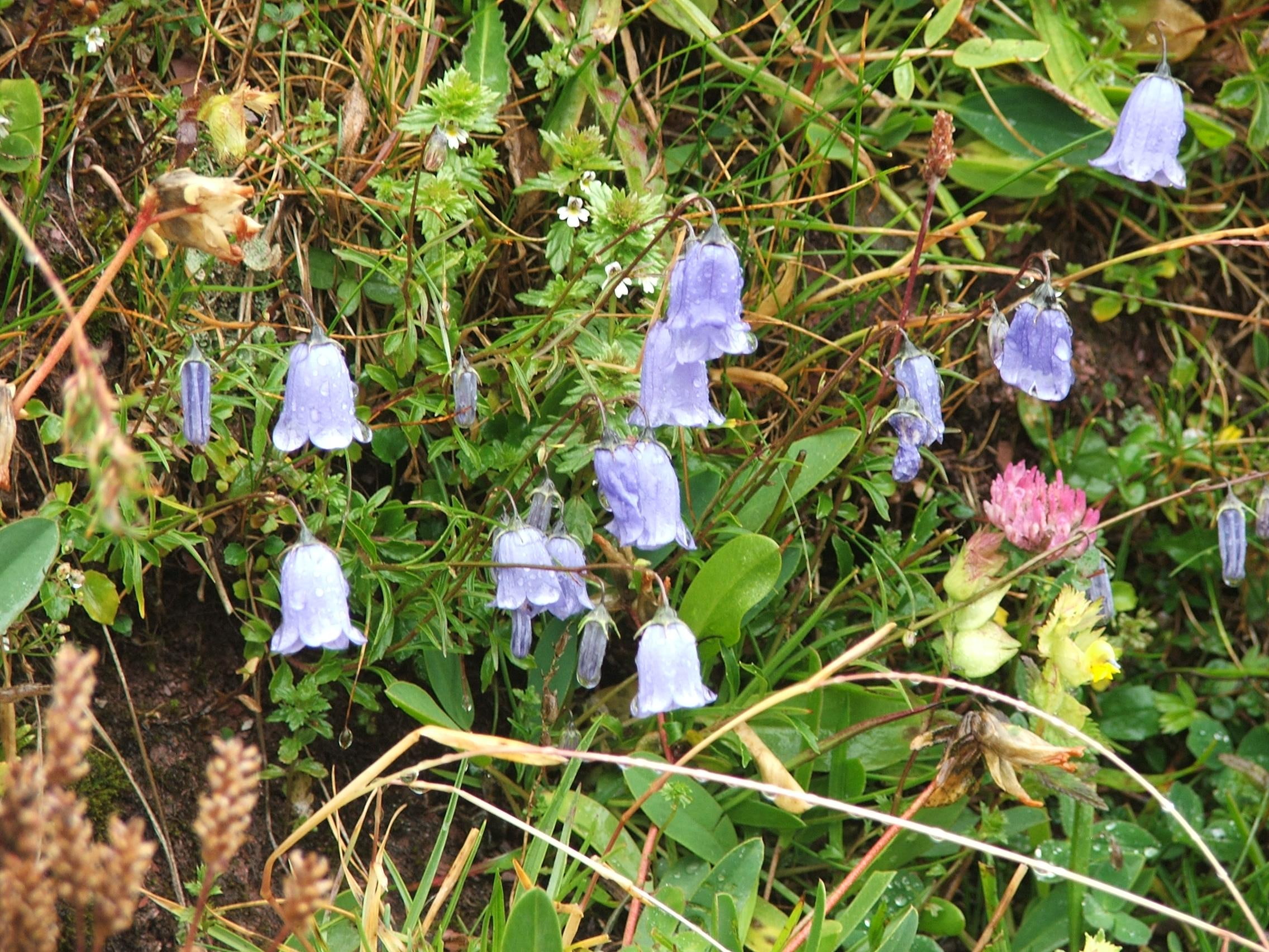 1080P, wildflowers, 3d and abstract, colourful, flowers, alpine, HD Wallpaper