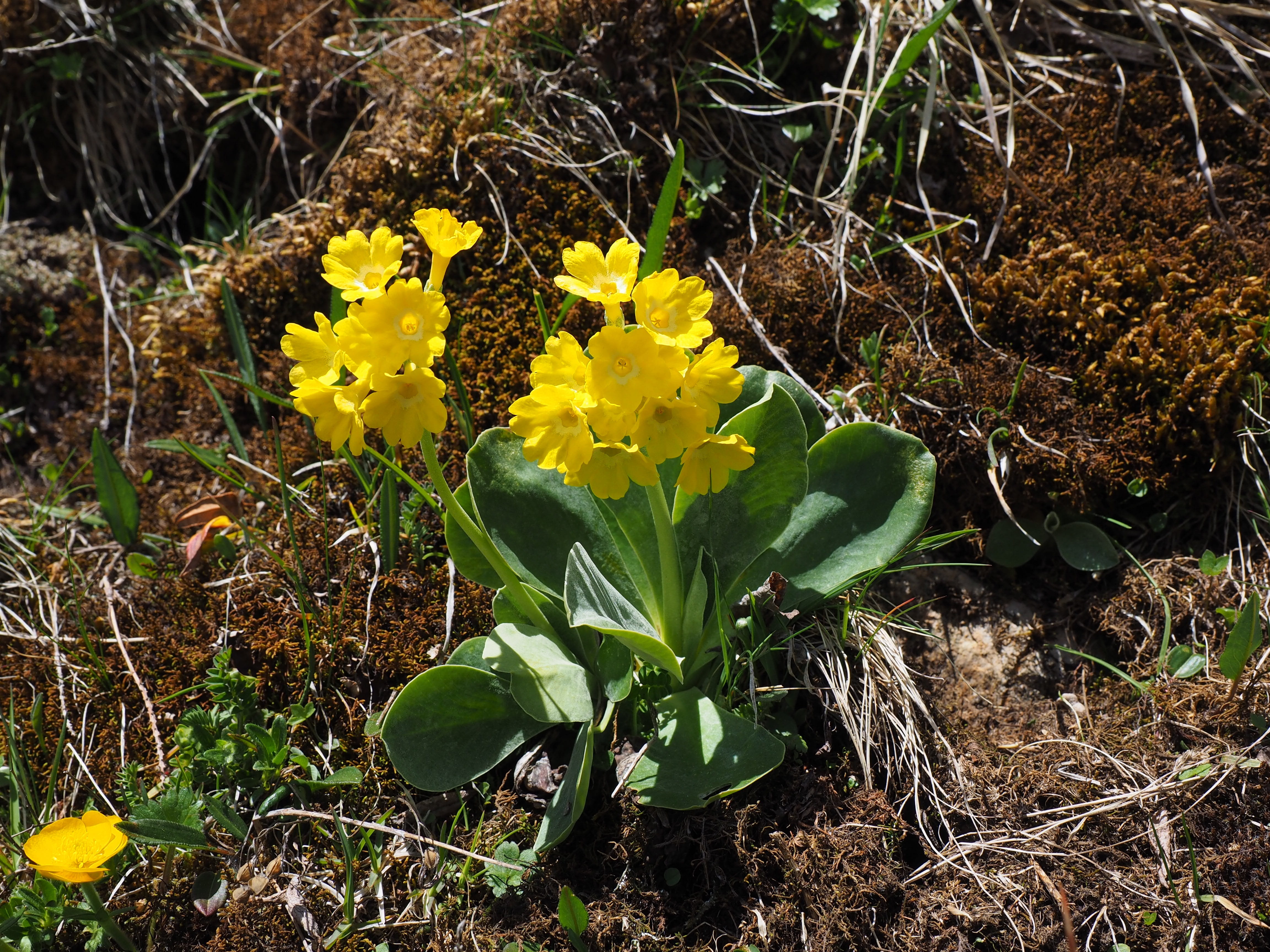 cowslip, Alpine, mountain plant, day, primula auricula, alpine auricula, inflorescence, beauty in nature, 4K, primrose, flower, mountain flower, Flowers, HD Wallpaper
