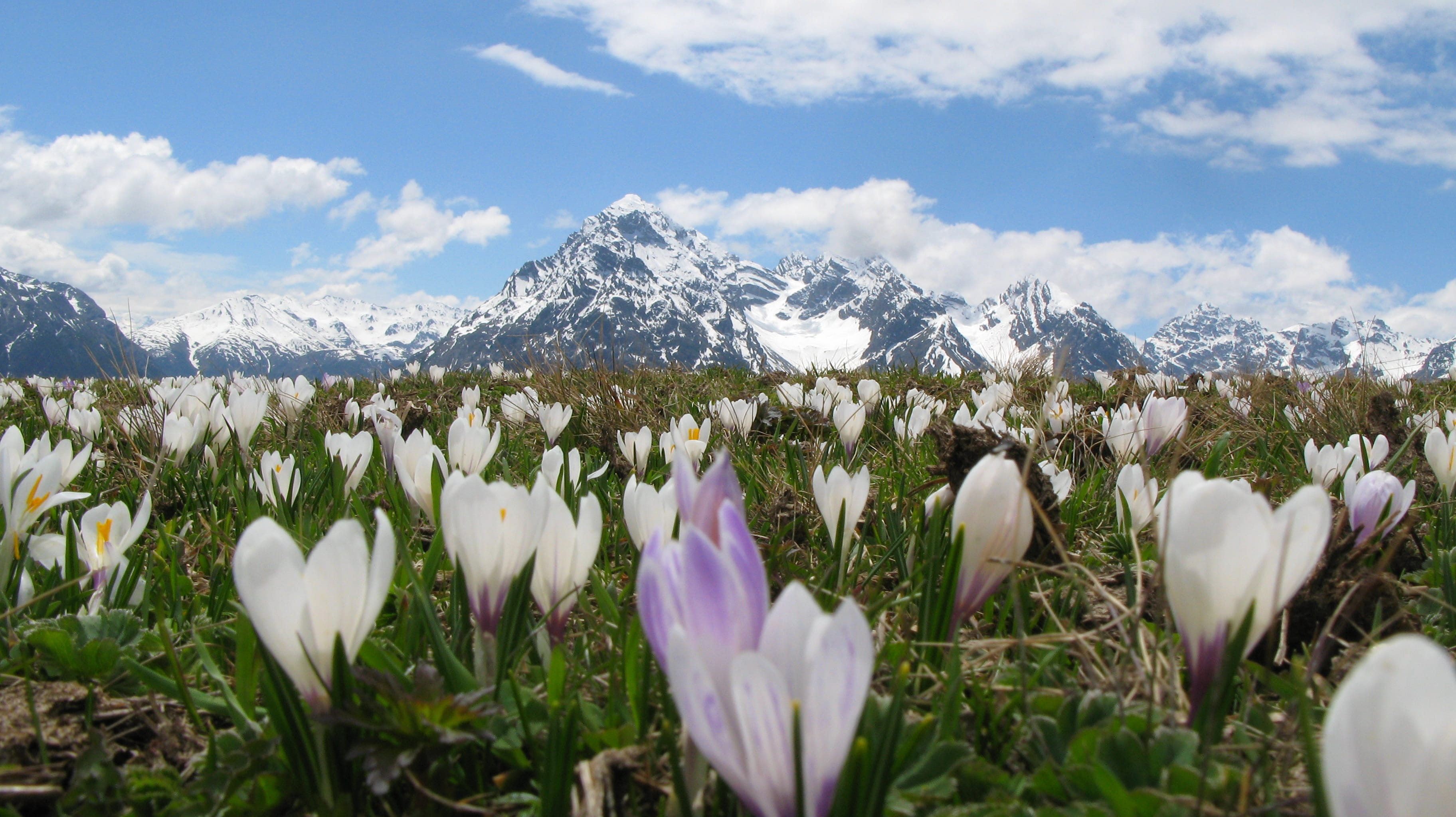 flower head, snow, landscape, white, cold temperature, photography, fragility, graubünden, plant, mountain range, beauty in nature, growth, winter, day, HD Wallpaper