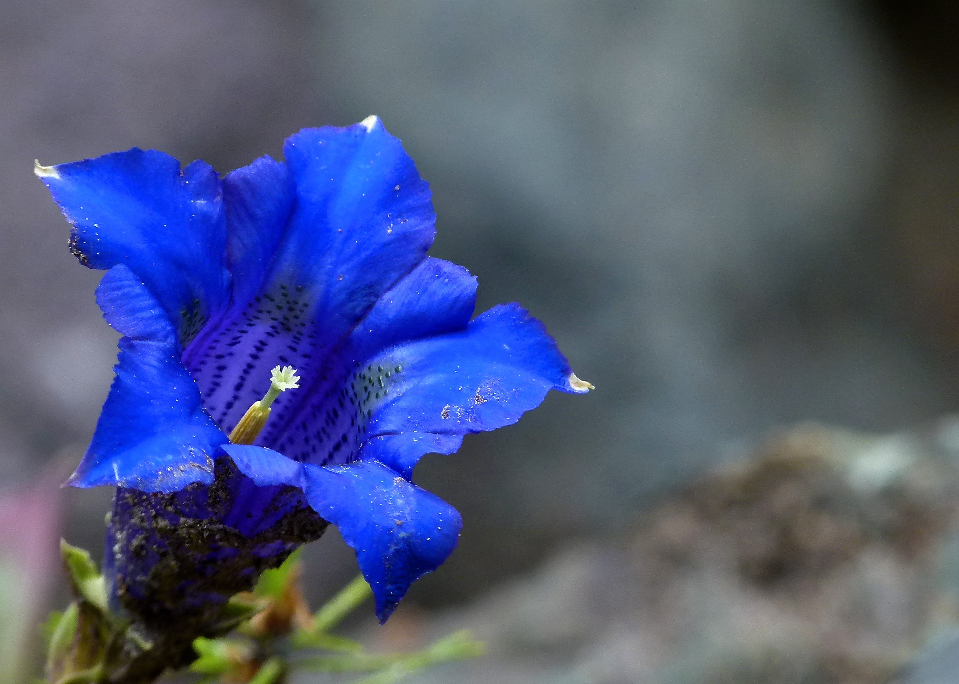 Flower, Alpine, focus on foreground, vulnerability, mountain, blue enzian, purple, flowering plant, close, inflorescence, photo, fragility, plant, flora, HD Wallpaper