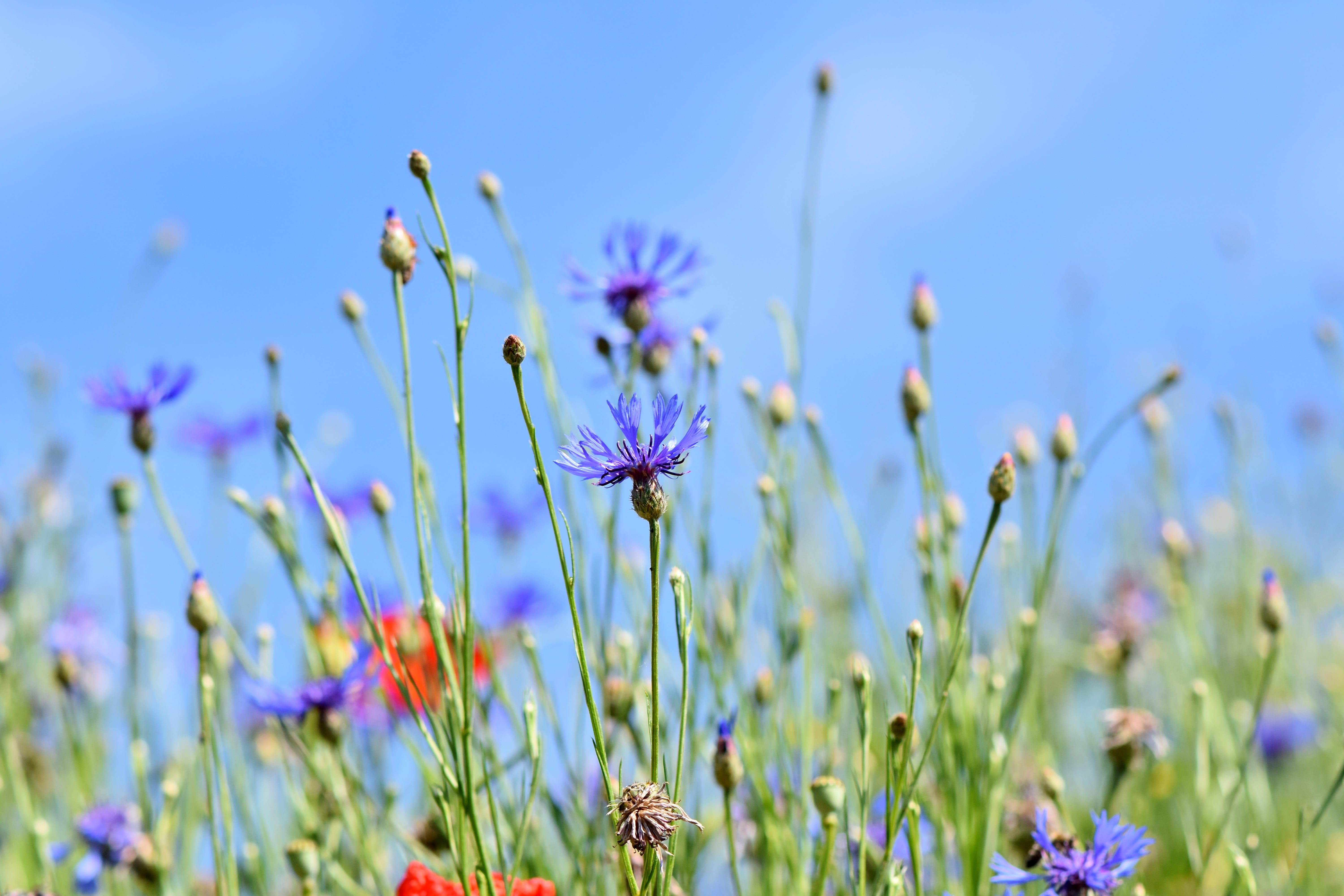 animal, focus on foreground, focus, flora, centaurea montana, vulnerability, blossom, bloom, fragility, composites, plant, pollination, purple, field of flowers, HD Wallpaper