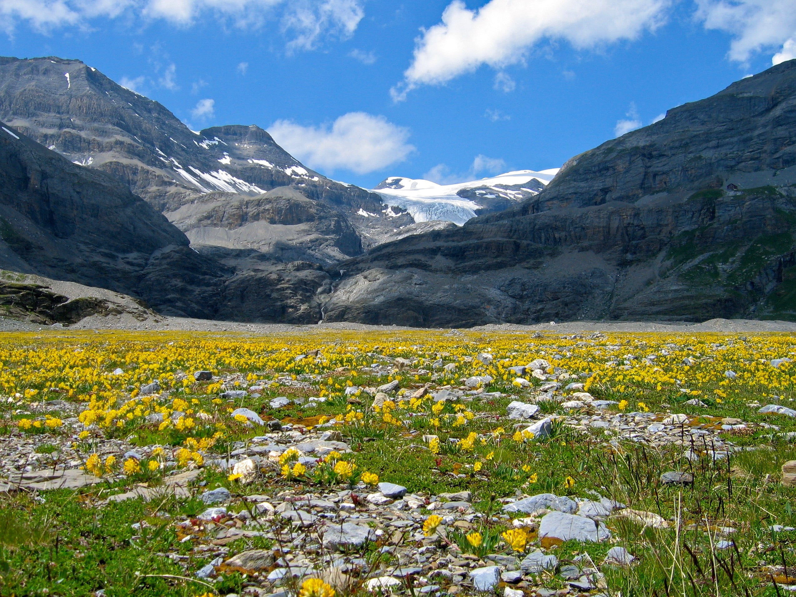 mountain range, alpine, plant, beauty in nature, sky, flowering plant, leukerbad, nature, lämmernboden, wildstrubel, land, mountain peak, 1080P, freshness, HD Wallpaper