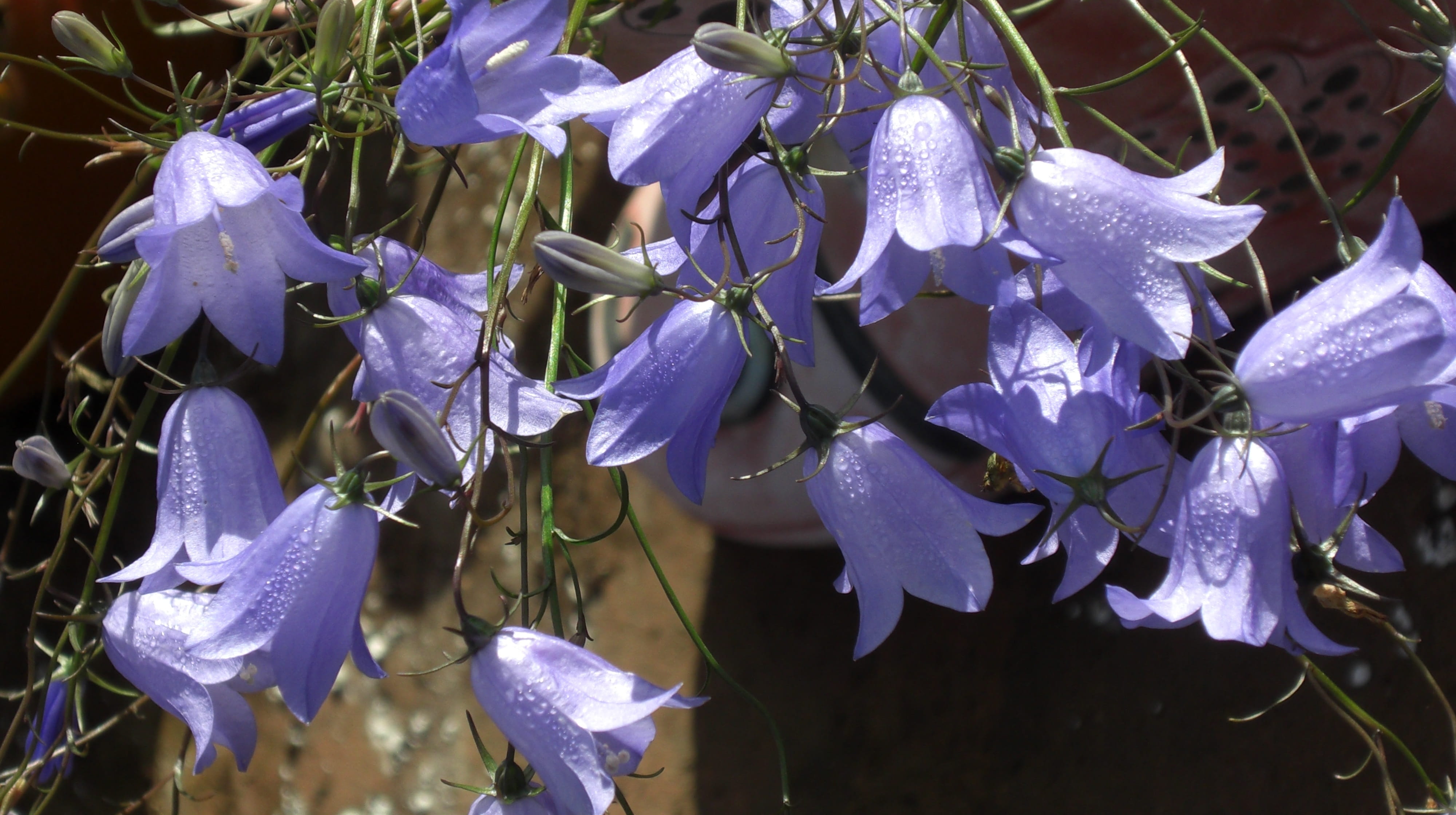 growth, vulnerability, fragility, 4K, petal, beauty in nature, inflorescence, outdoors, no people, Flower, plant, focus on foreground, Campanula, freshness, HD Wallpaper