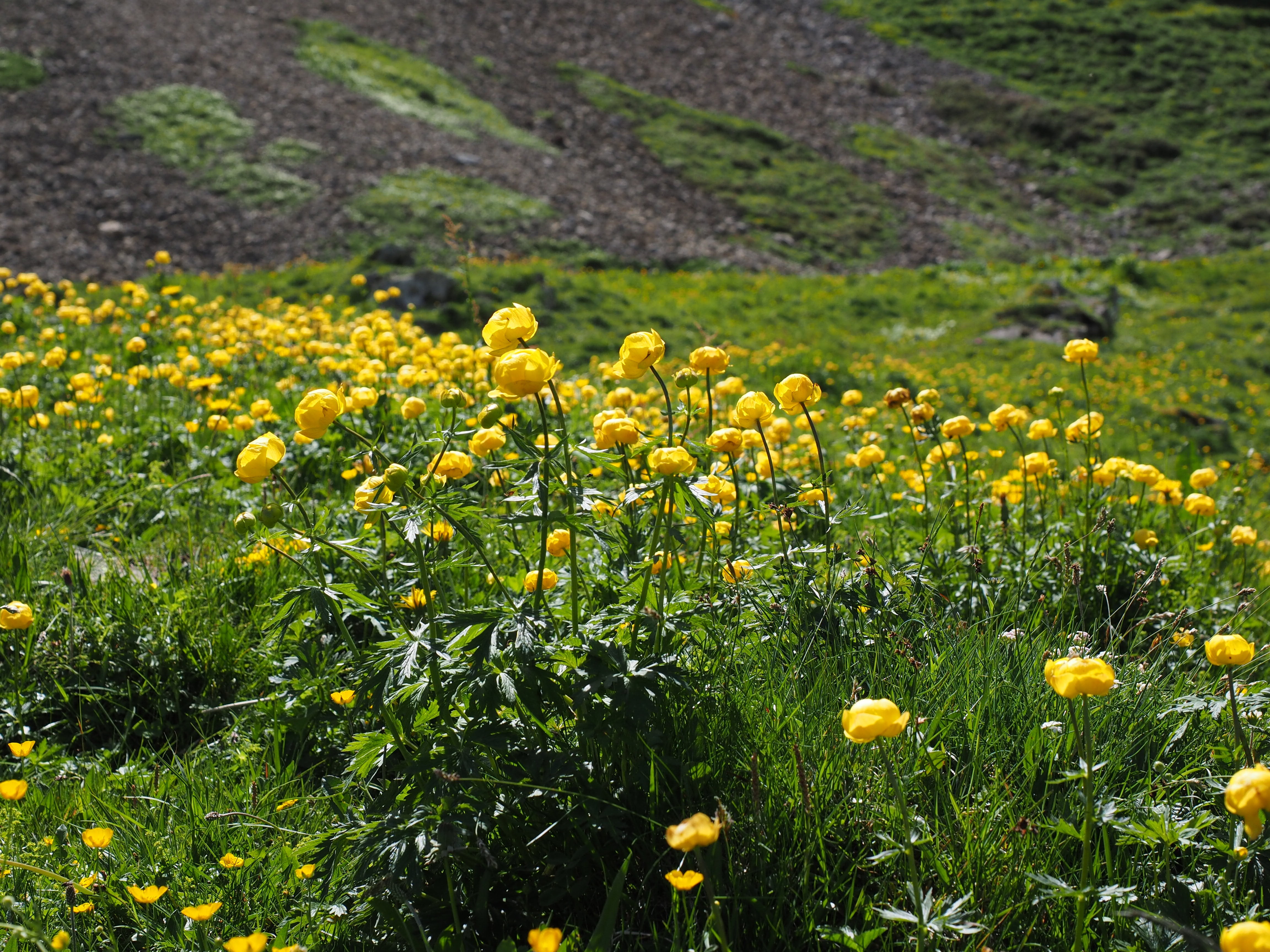 yellow, growth, globe flower, flowers, butter roses, vulnerability, mountain plant, läger corridor, springtime, alpine plant, mountain flower, focus on foreground, HD Wallpaper