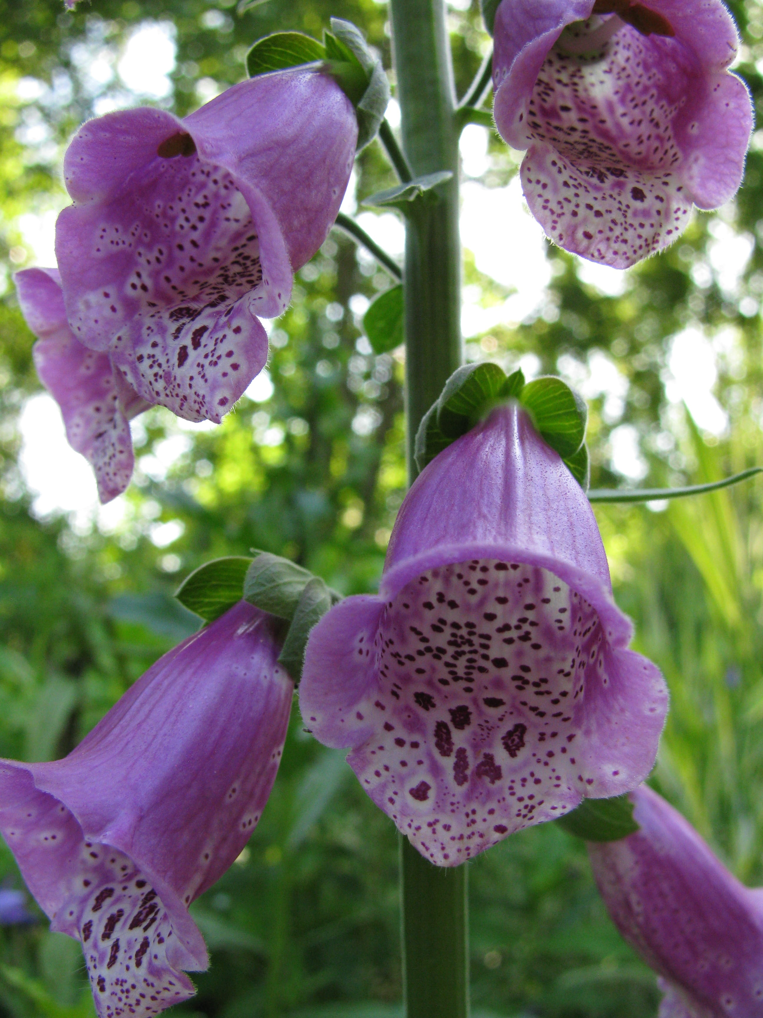 orchid, Summer, 2K, Digitalis Purpurea, vulnerability, botany, plant, petal, flowering plant, springtime, inflorescence, focus on foreground, close-up, Phone HD Wallpaper