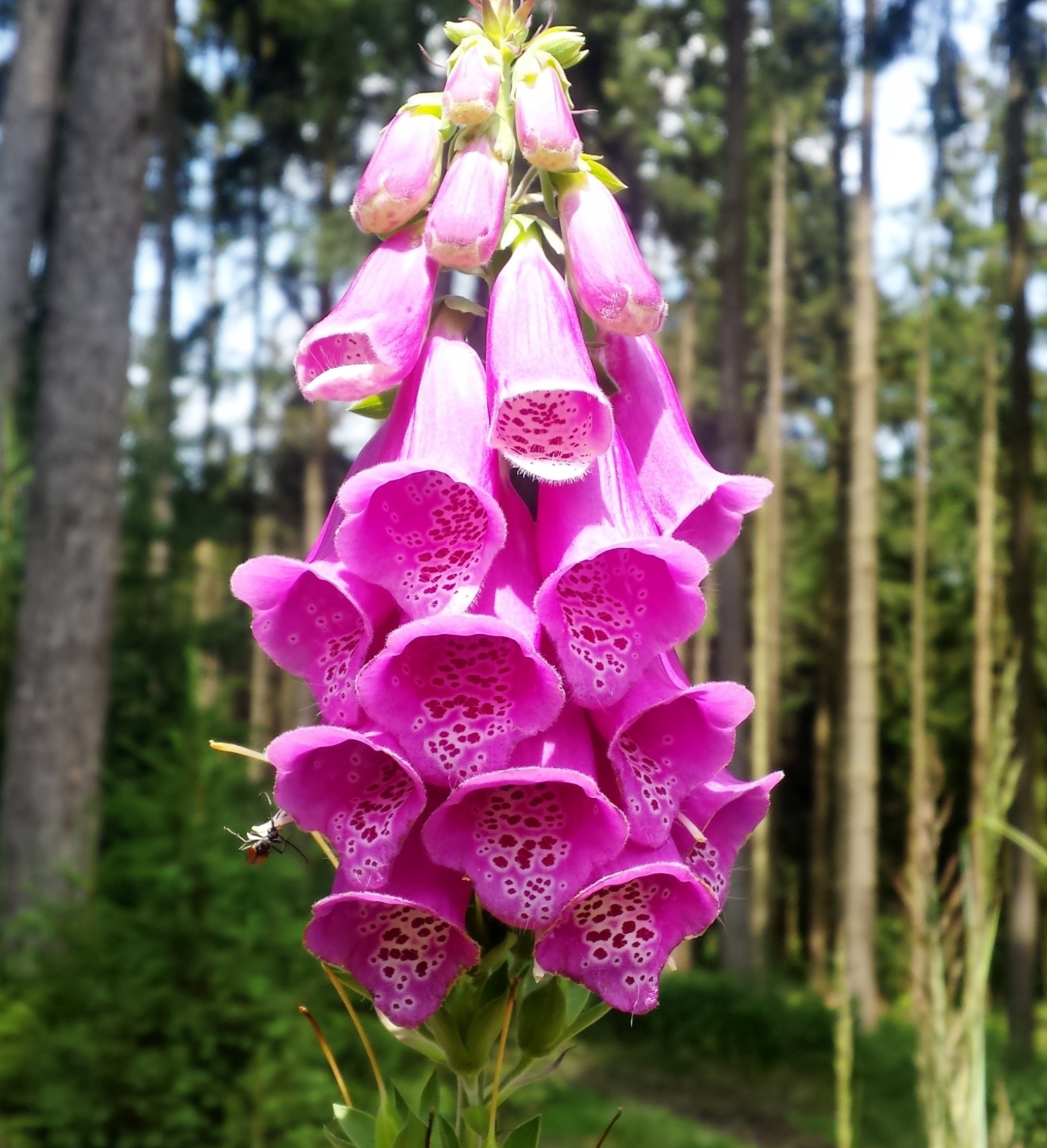 fragility, daytime, colorful, land, giftplanze, forest bells, freshness, highly toxic, trees, fox herbal, day, foxglove, thimble, purple, blossom, flower, Phone HD Wallpaper