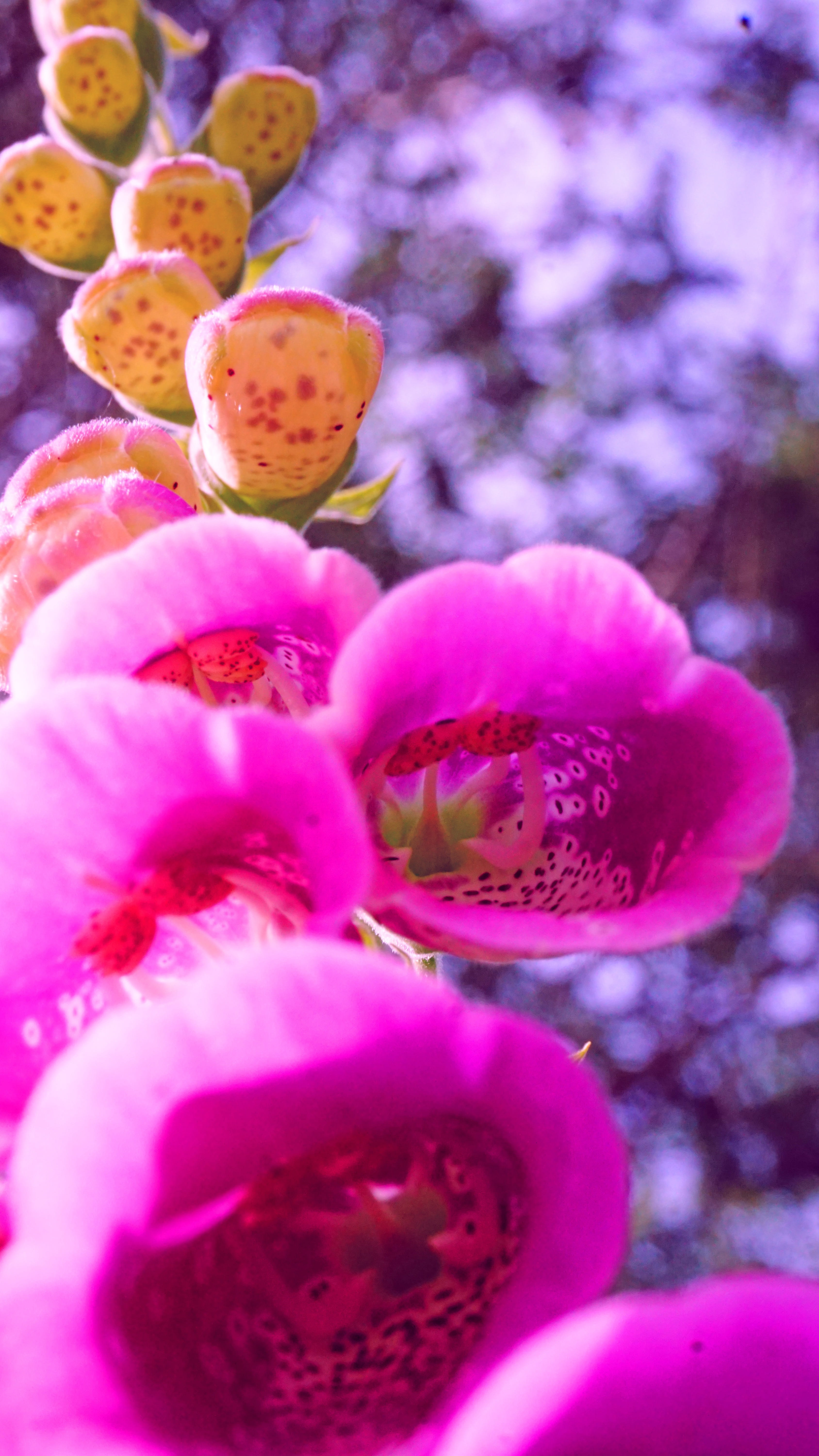 flower head, focus on foreground, flowering plant, nature, wild, no people, digitalis purpurea, day, close-up, freshness, purple, plant, caution, flower, Phone HD Wallpaper