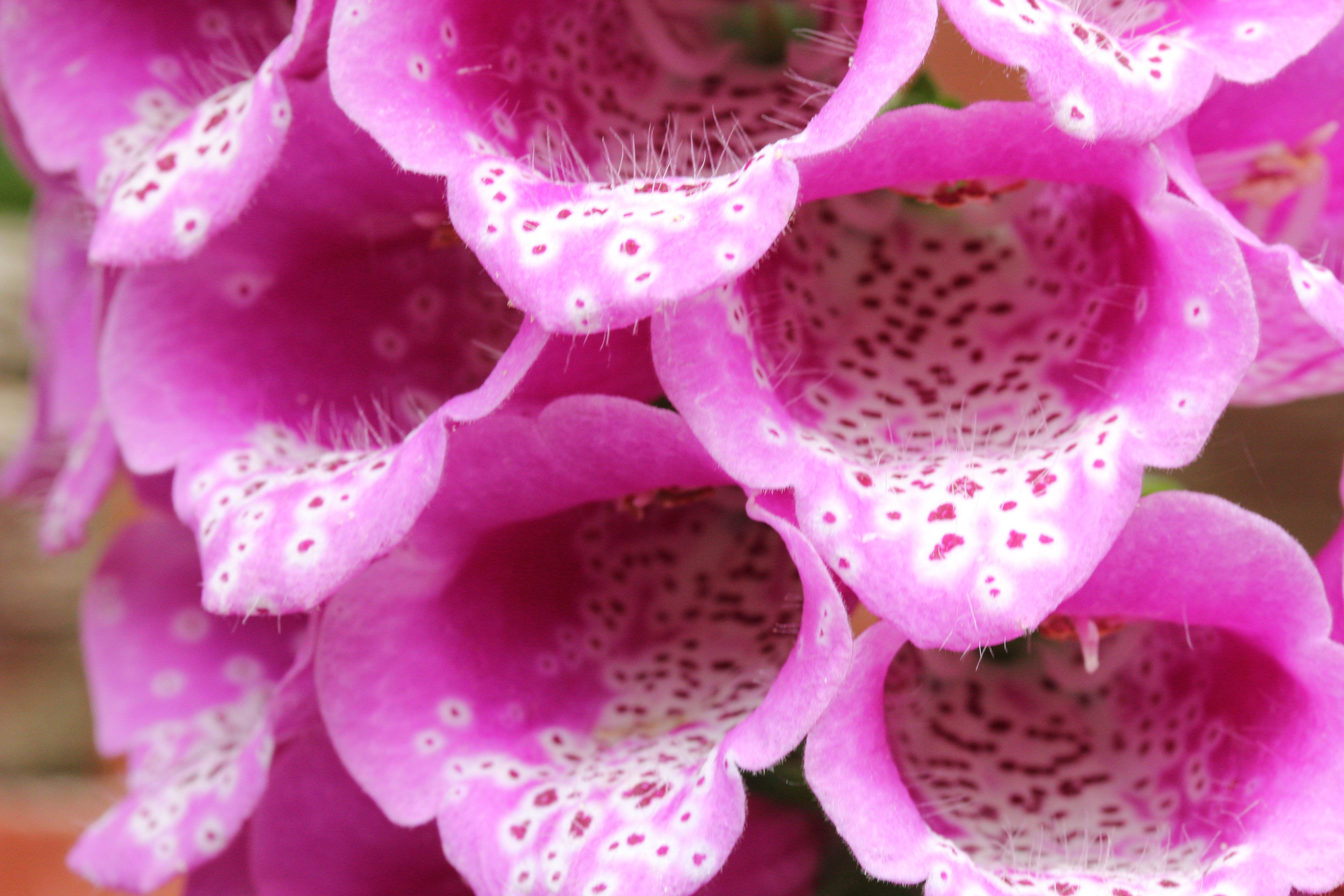 vulnerability, orchid, beauty in nature, inflorescence, Garden, flowering plant, pink Color, bloom, botany, 5K, focus on foreground, pollen, botanical, HD Wallpaper