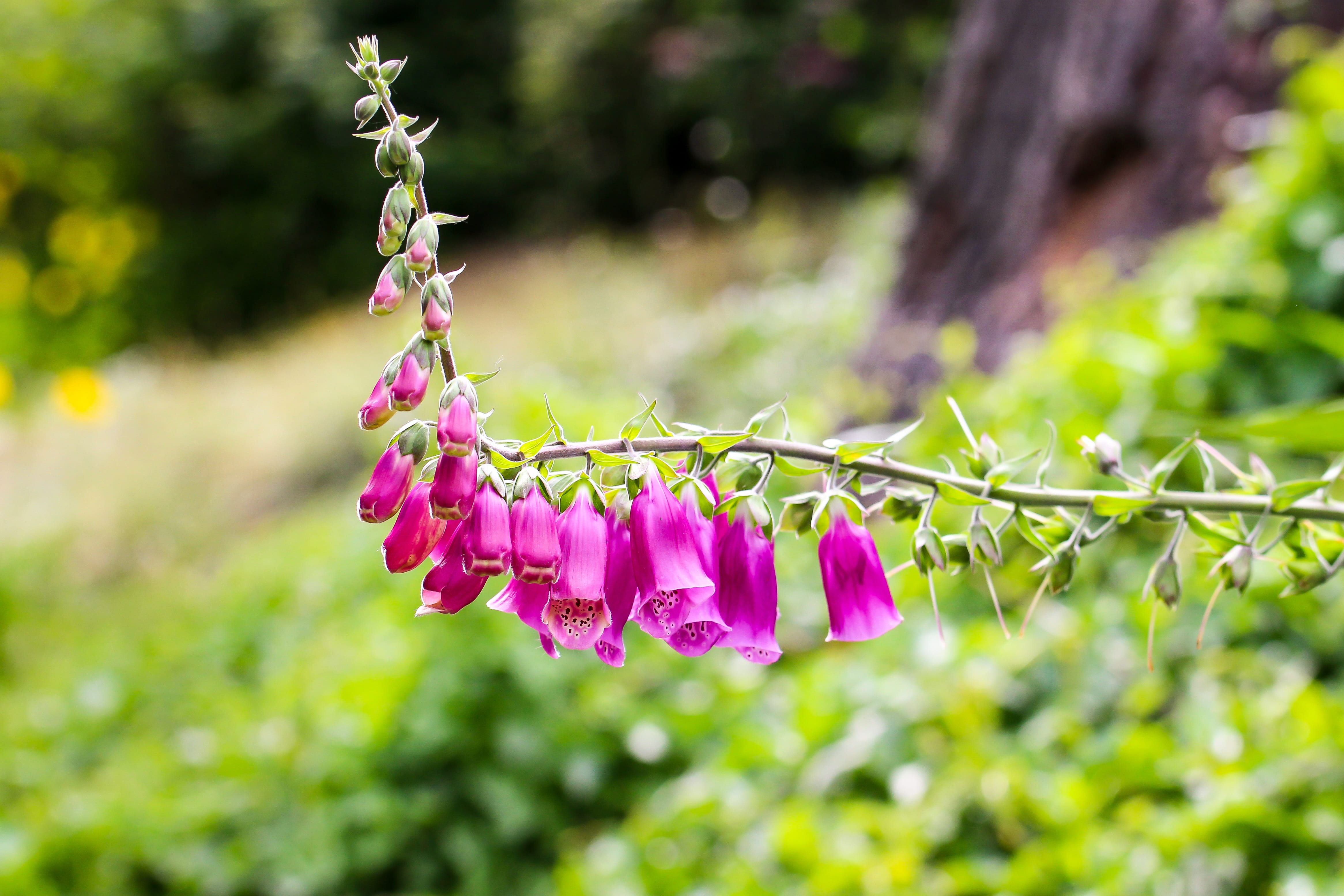 no people, freshness, thimbles, fragility, poisoning, selective focus, flower, growth, springtime, nature, plantaginaceae, focus on foreground, beauty in nature, HD Wallpaper