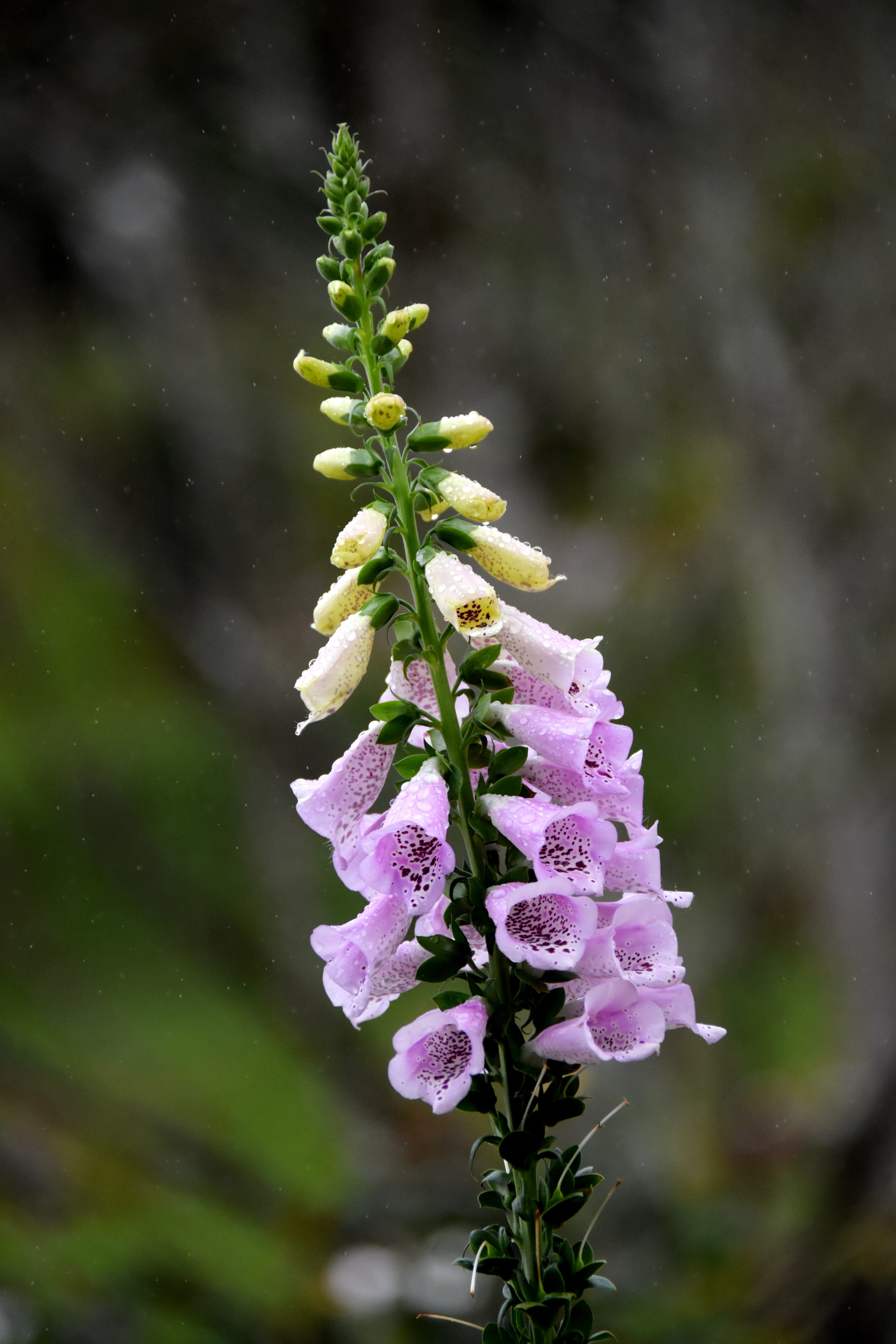 flowering plant, poison, focus on foreground, plant, inflorescence, cure heart, purple, close-up, digitalis purpurea, purple comfrey, vulnerability, winter, Phone HD Wallpaper
