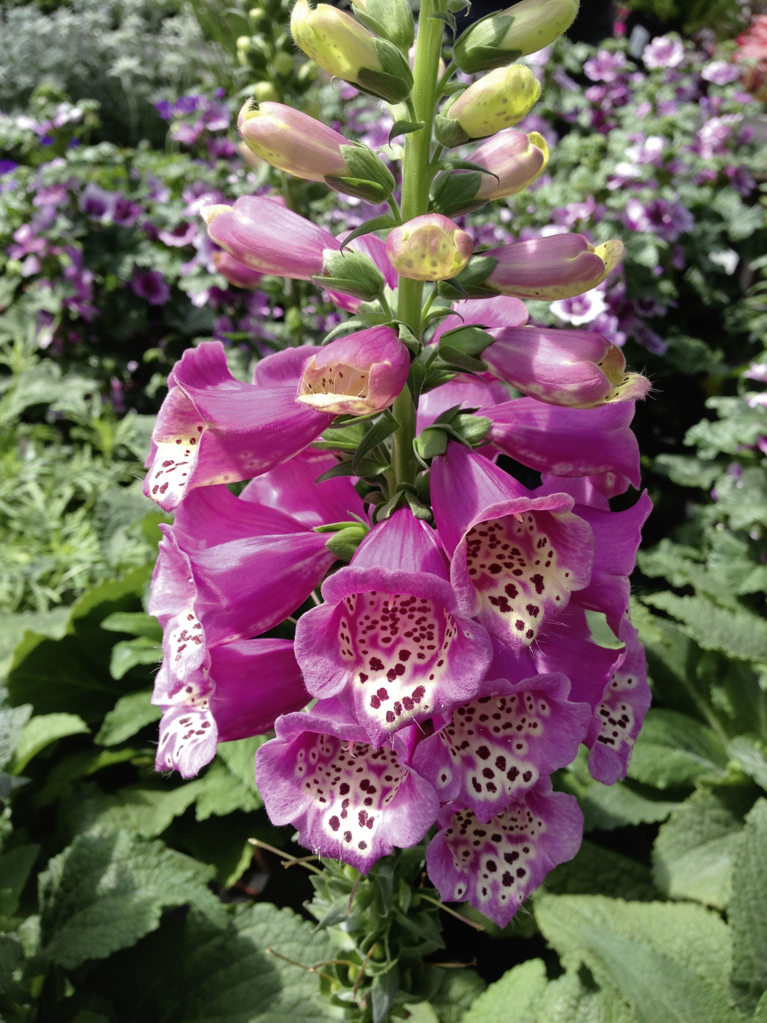 bloom, blossom, thimble, springtime, nature, digitalis purpurea, focus on foreground, flowering plant, outdoors, flower, botany, no people, close-up, pink color, Phone HD Wallpaper