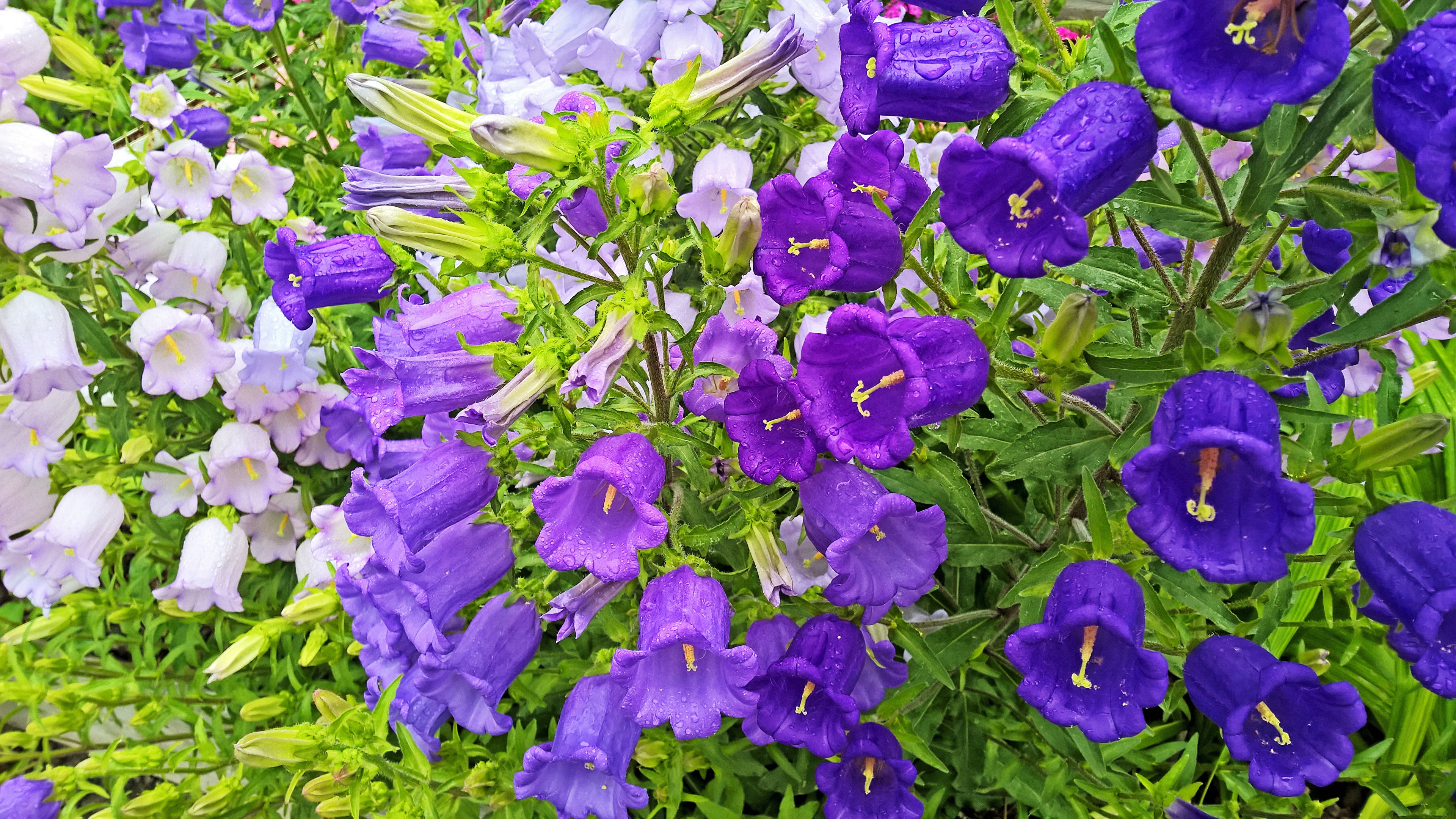 purple, hd, blue, beauty in nature, 4K, plant part, plant, bells, close-up, campanula, drops, freshness, inflorescence, no people, fragility, flowering plant, HD Wallpaper
