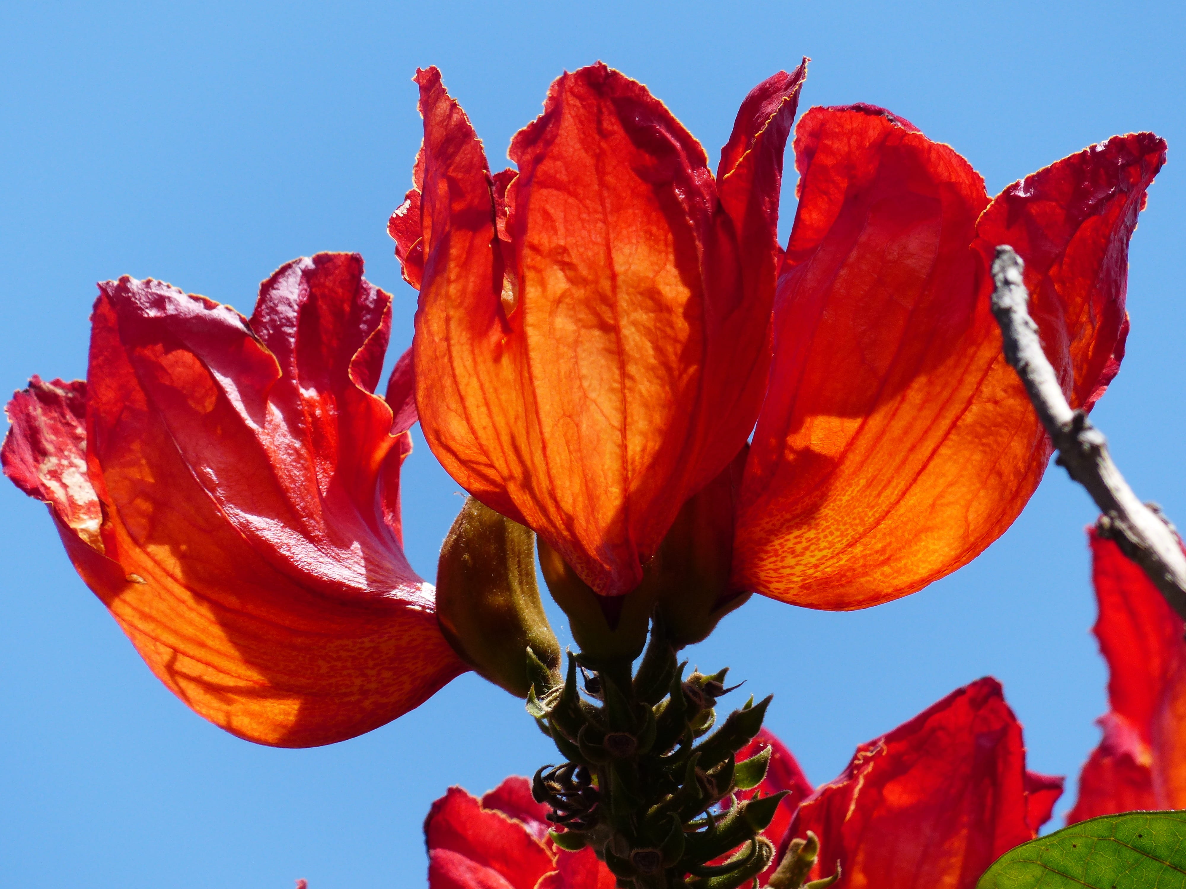 petal, nature, panicle, bell shaped, sepals, flower head, flower, spathodea campanulata, bignoniaceae plants, 4K, sky, inflorescence, poppy, freshness, HD Wallpaper