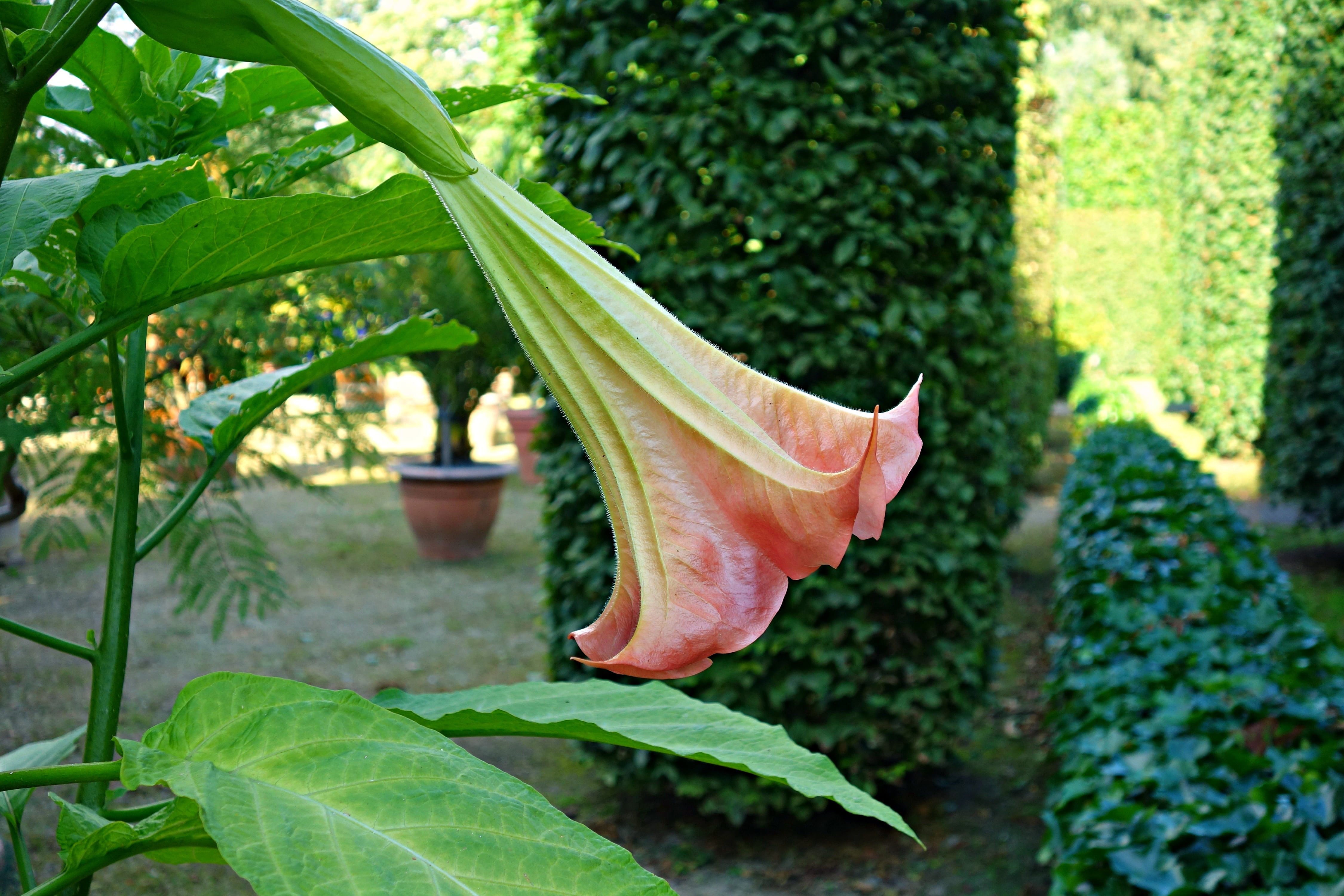 focus on foreground, angels trumpet, pink, vulnerability, horticulture, freshness, fragility, growth, leaf, petal, flowering plant, flower head, botany, HD Wallpaper