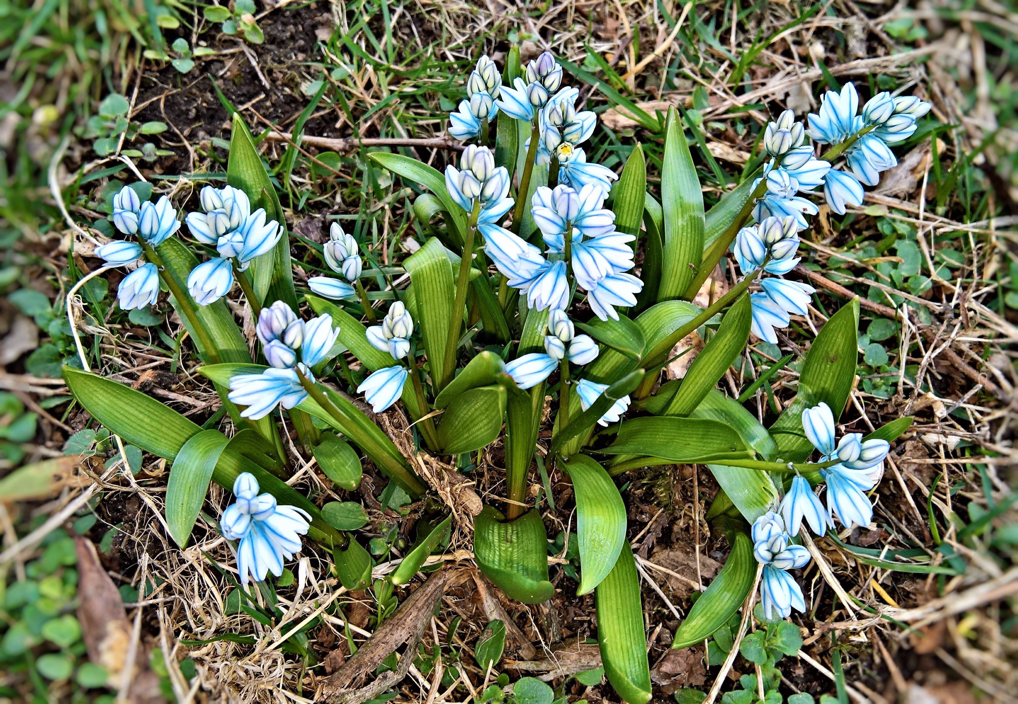 2K, leaf, bell hyacinths, field, hyacinth, plant part, flower head, close-up, flowering plant, rarely, freshness, blue, bloom, light blue, nature, beauty in nature, HD Wallpaper