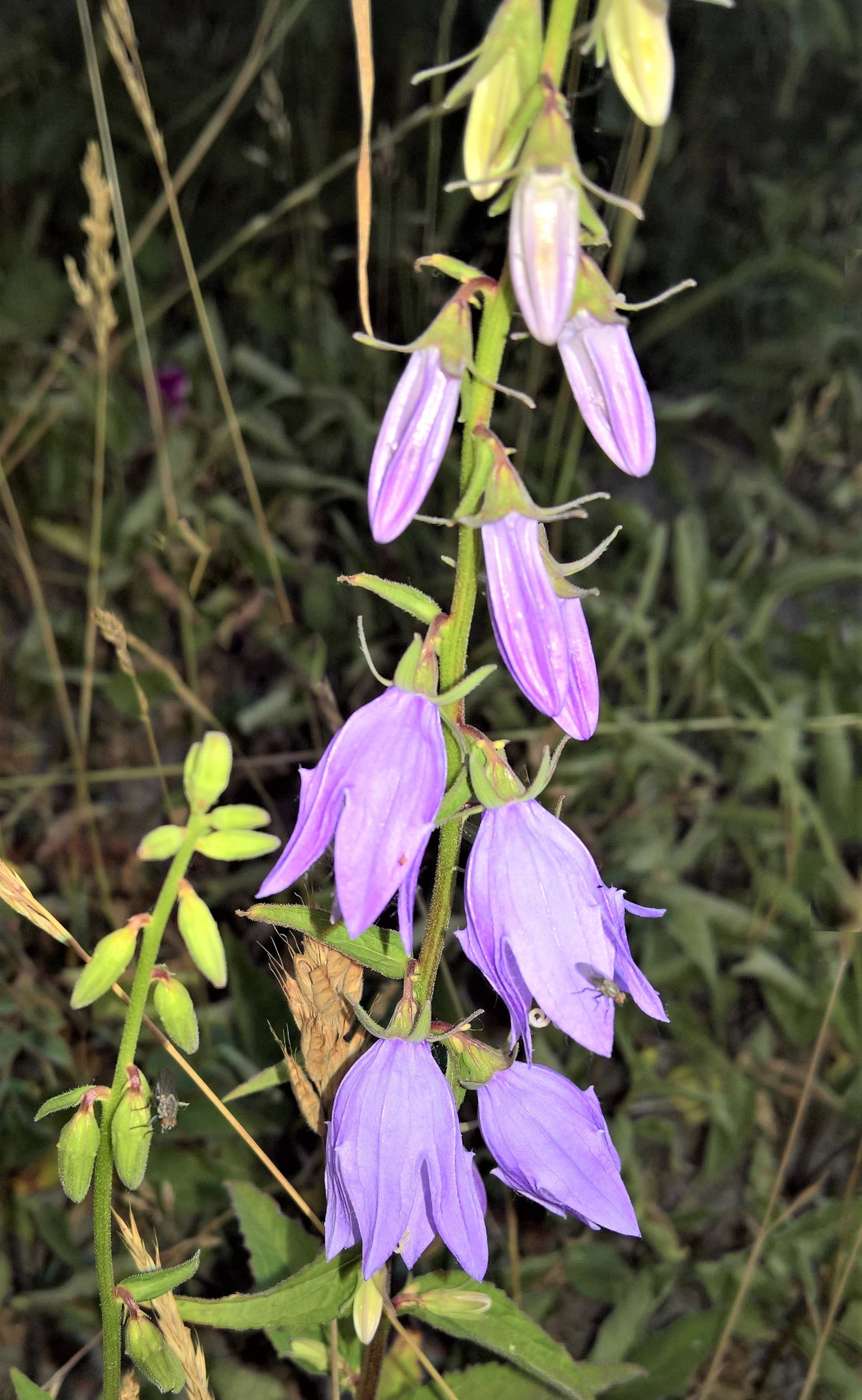 petal, nature, wildwachsend, beautiful, plant, field, no people, purple flowers, focus on foreground, land, inflorescence, shrub, beauty in nature, wild flower, Phone HD Wallpaper