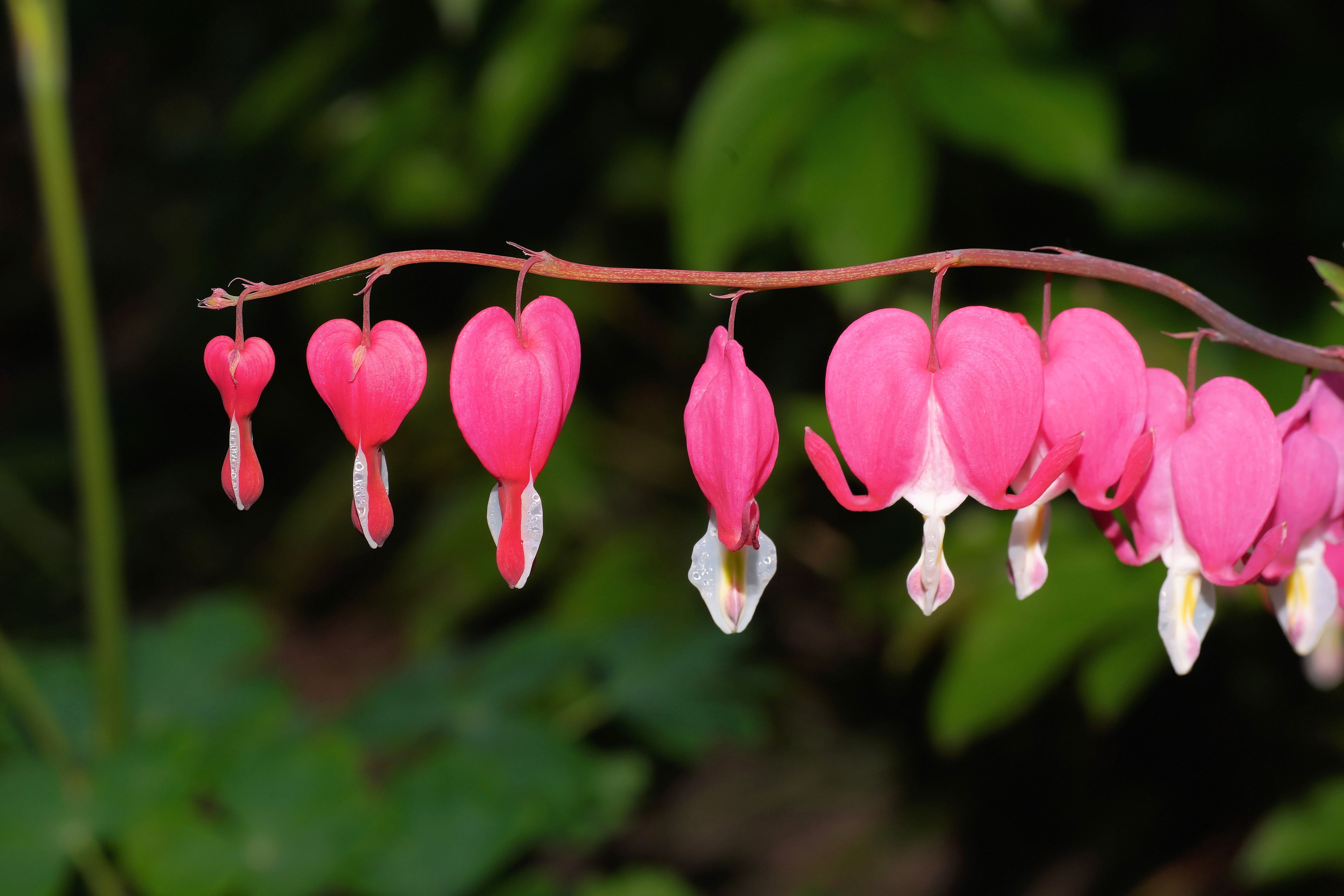 botany, lamprocapnos spectabilis, beautiful, close-up, no people, day, bloom, garden, pink Color, outdoors, bell shaped, tree, growth, flower, flaming käthchen, HD Wallpaper