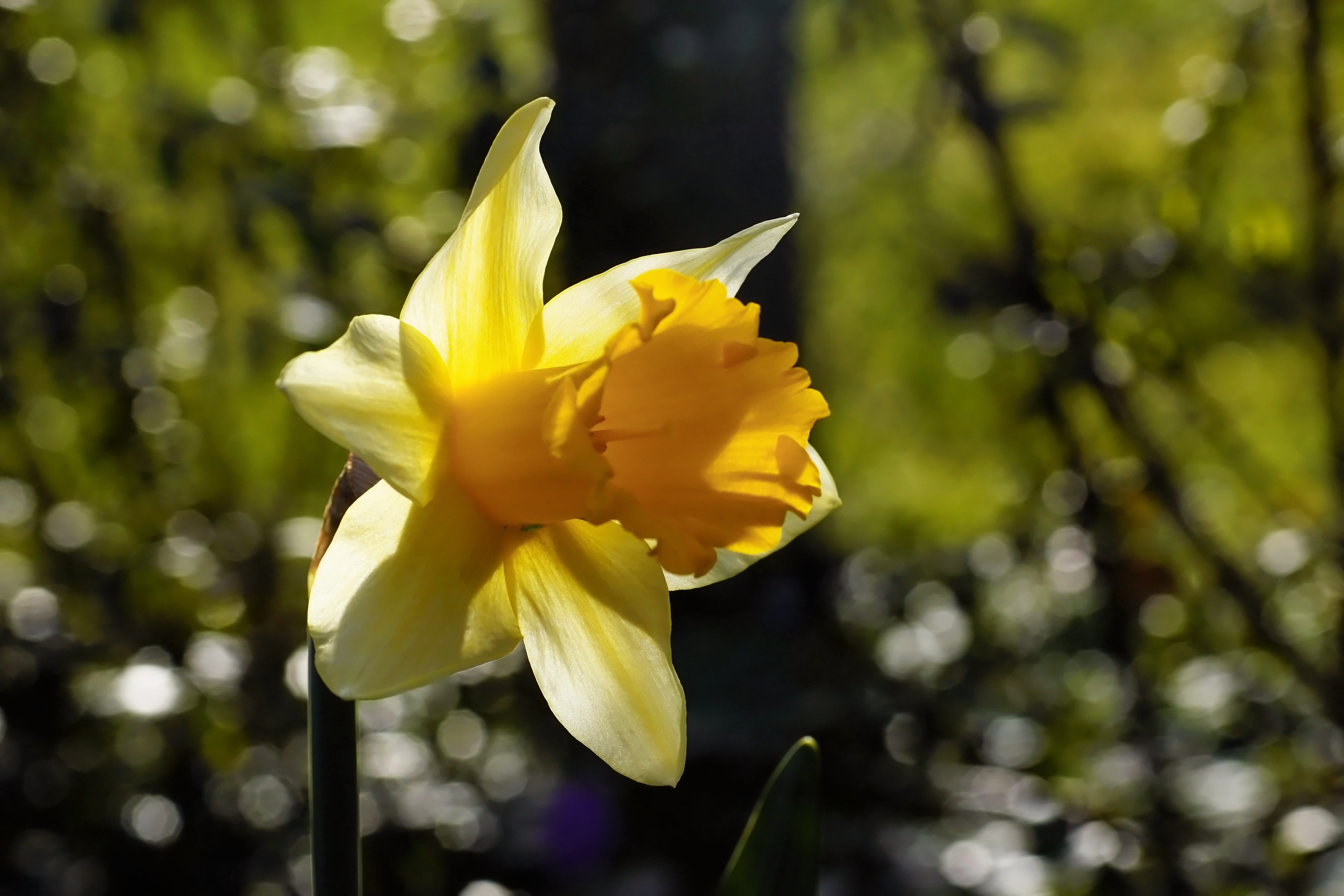 fragility, bloom, plant, day, petal, flower, inflorescence, beauty in nature, 5K, nature, backlighting, close-up, blossom, daffodil, spring, outdoors, HD Wallpaper