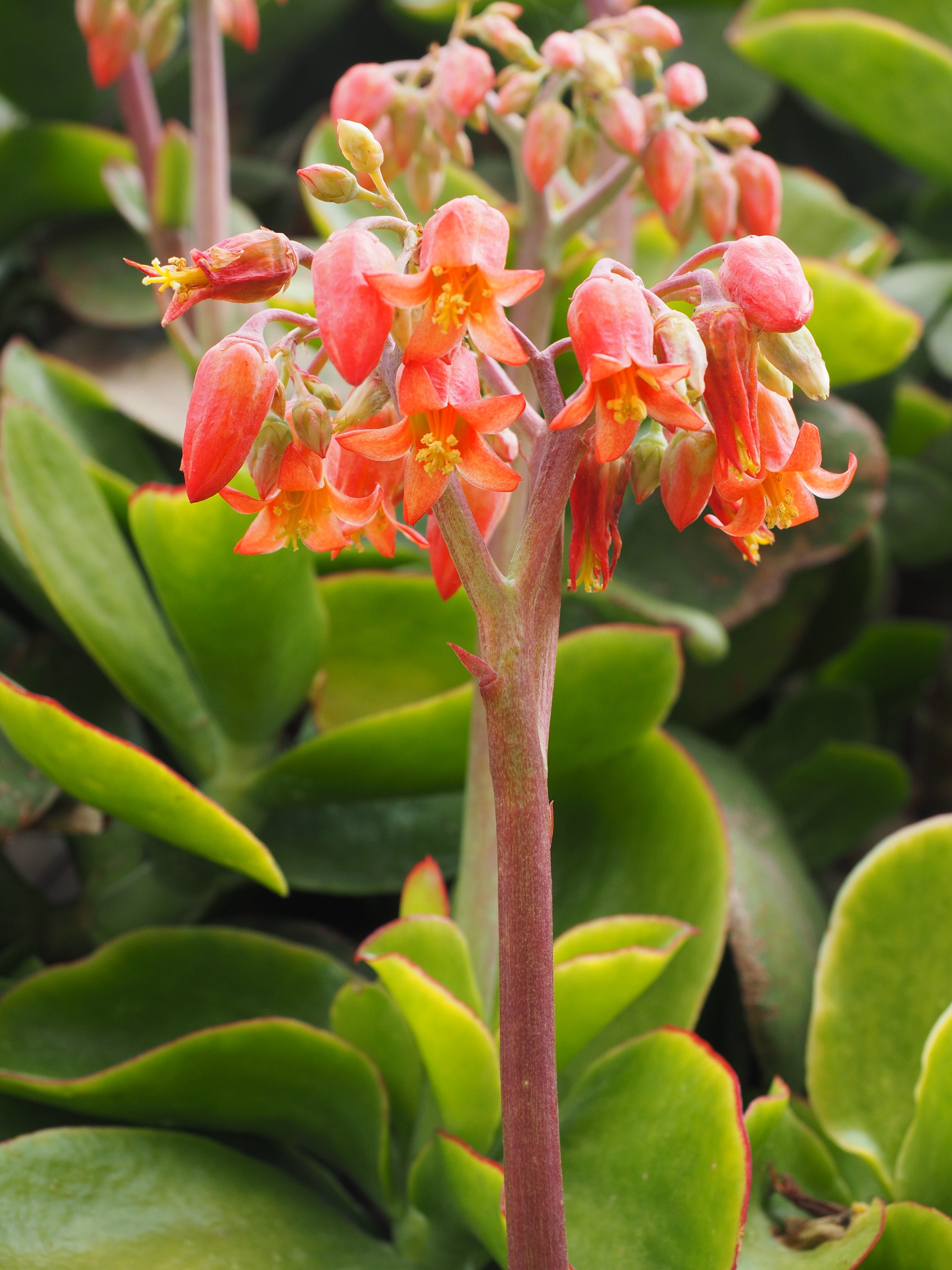 stalk, red stems, Flower, day, flower head, botany, 4K, bloom, plant part, freshness, bell, vulnerability, Blossom, growth, inflorescence, bell-like, cotyledon, Phone HD Wallpaper