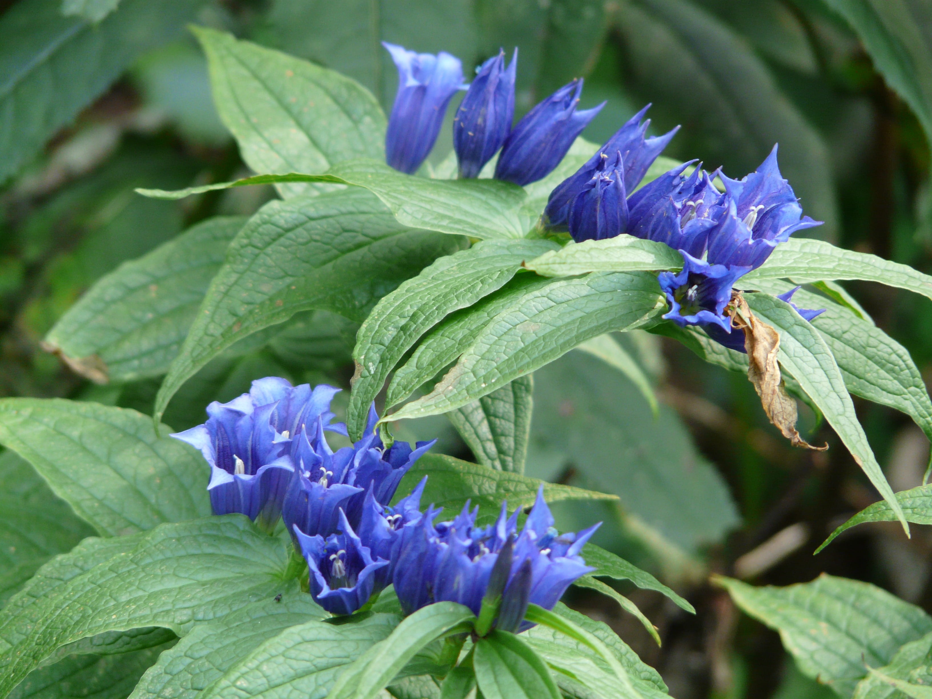 purple, bell shaped crown, flower, petal, nature, dark blue, green color, growth, outdoors, alpine flower, 2K, leaf, day, blue, close-up, gentian, gentiana asclepiadea, HD Wallpaper