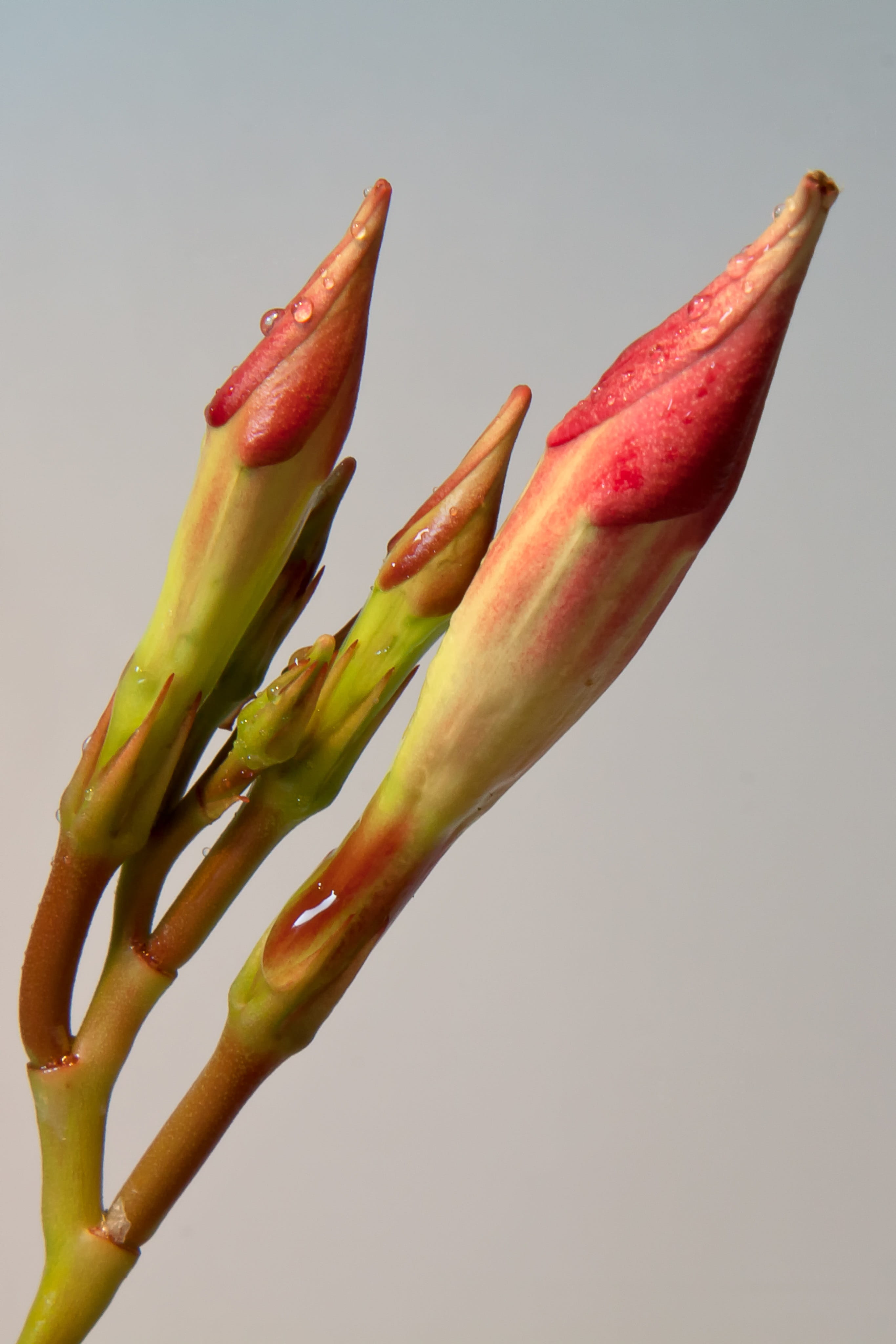 red, bloom, beauty in nature, diphladenia, no people, indoors, blossom, bud, spice, growth, copy space, macro, 4K, stamens, still life, spring, close-up, Phone HD Wallpaper