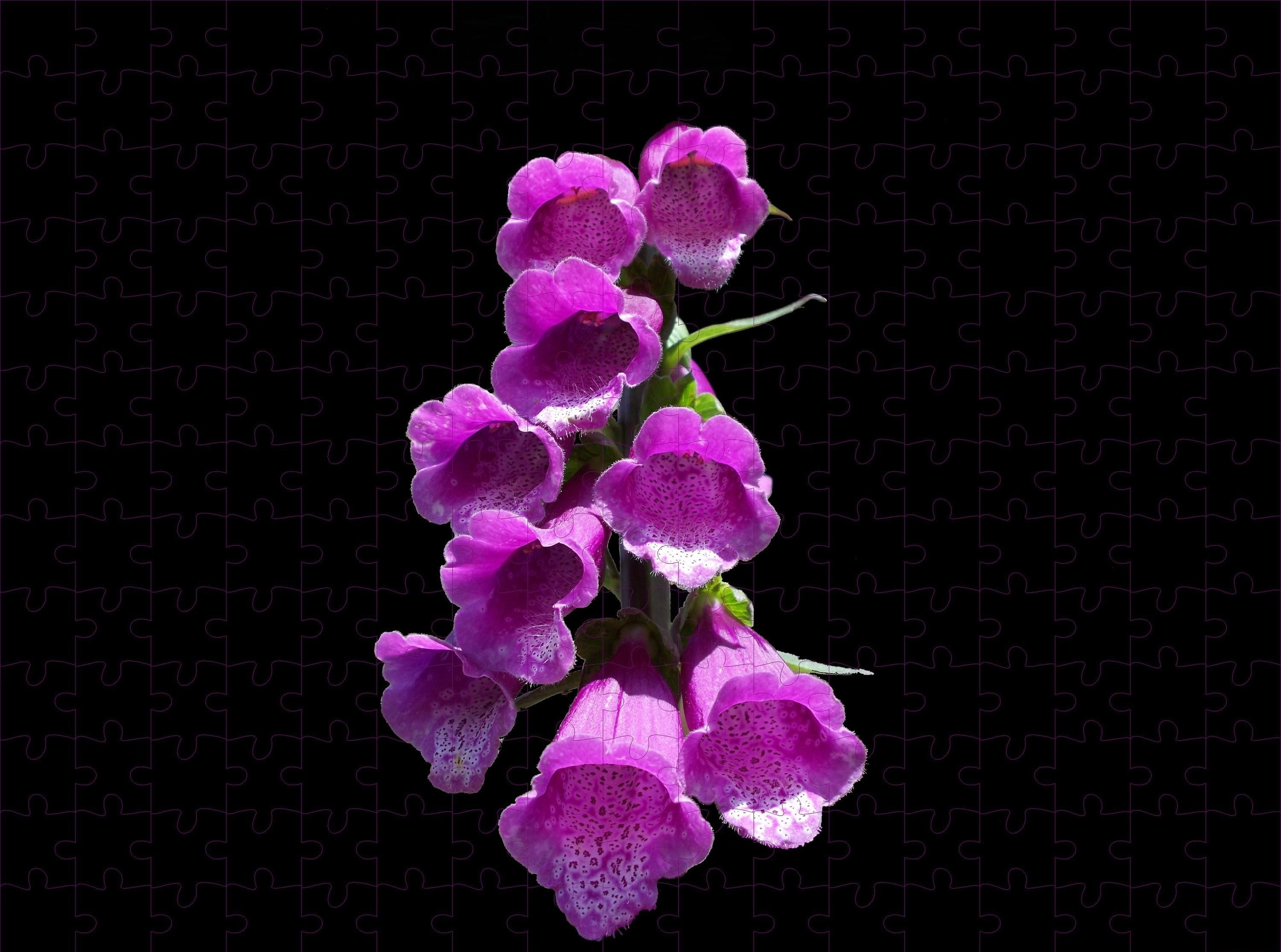 inflorescence, no people, flower, studio shot, vulnerability, Black background, growth, Digitalis, petal, Flowers, fragility, indoors, leaf, pink color, HD Wallpaper