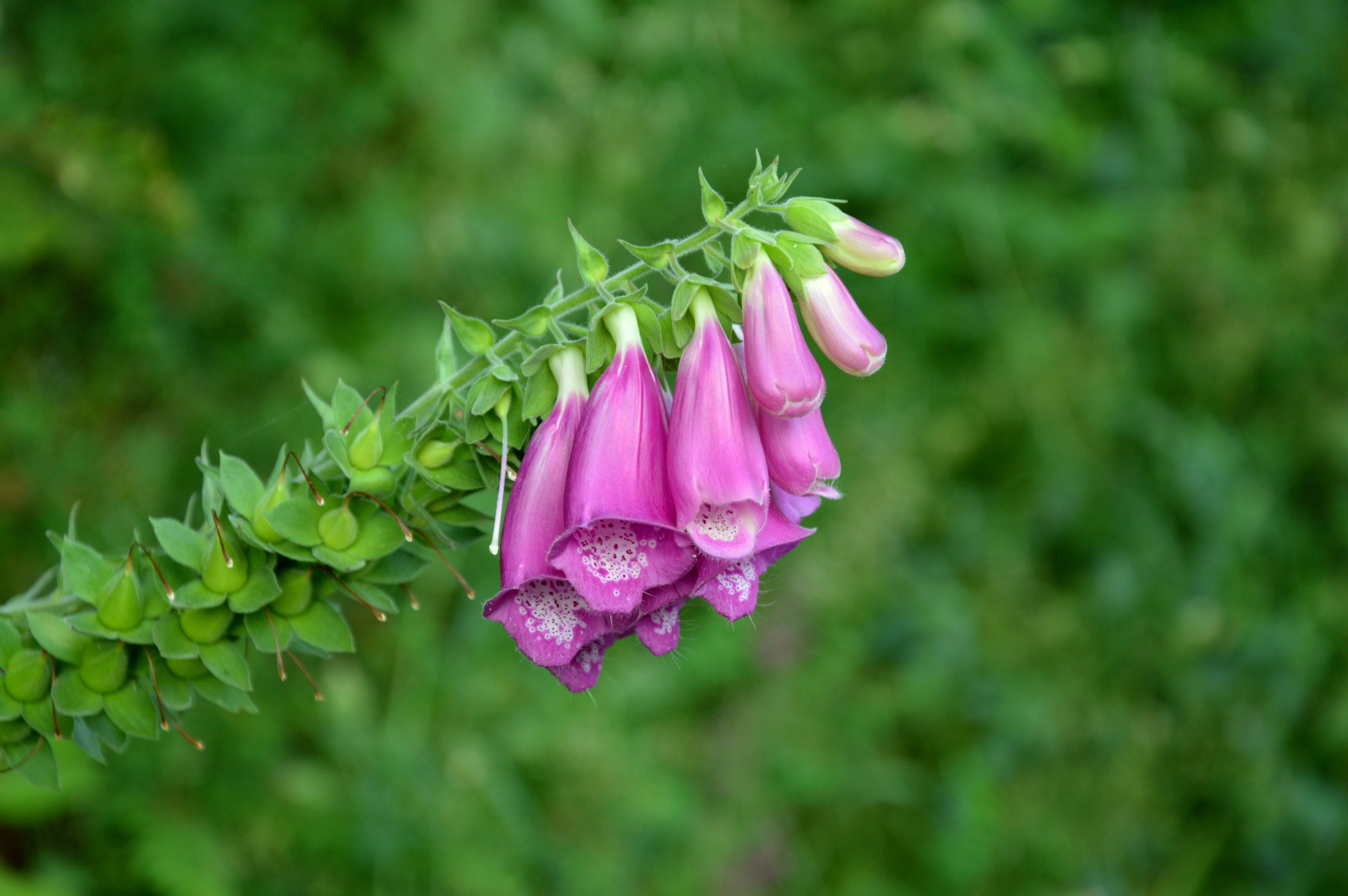 freshness, flower Head, focus on foreground, flower, flowering plant, Flowers, blossom, foxglove flowers, fragility, Foxglove, plant part, summer, inflorescence, HD Wallpaper