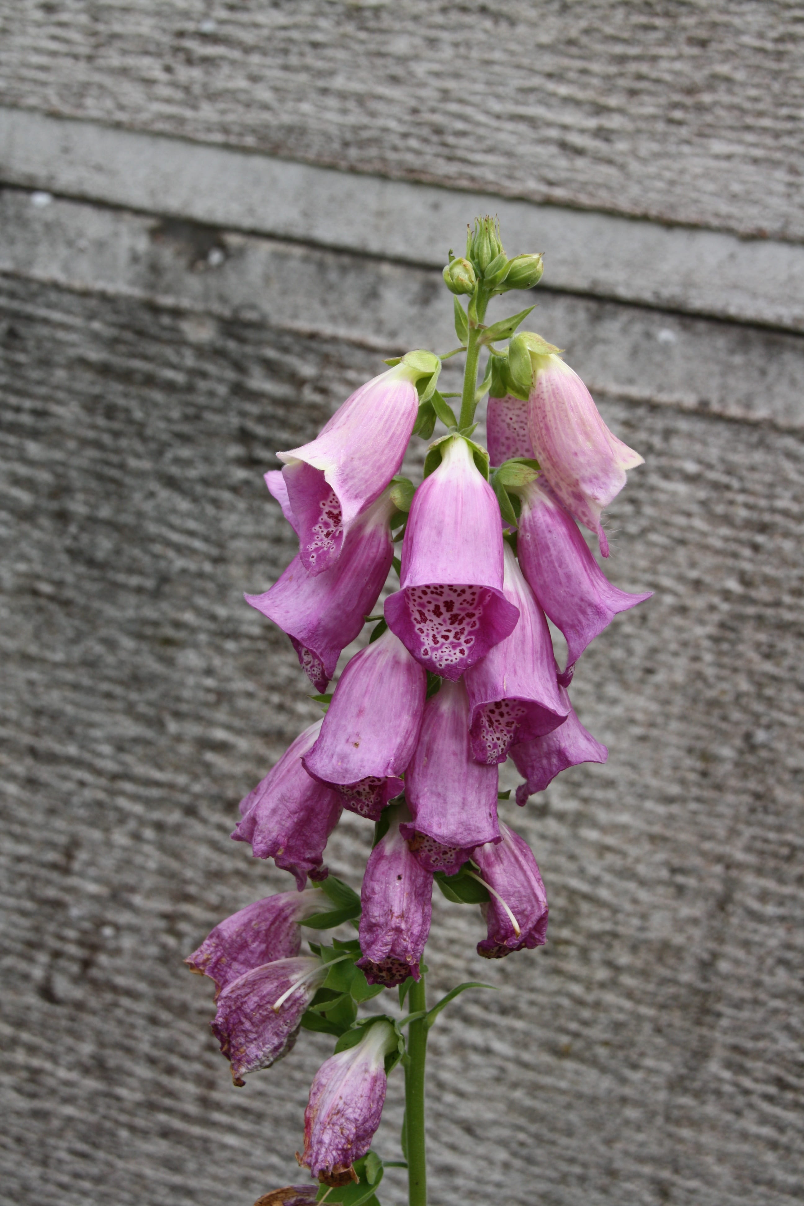 flower, petal, botany, nature, fragility, pink color, digitalis, summer, violet, flower head, digital, springtime, focus on foreground, no people, close-up, Phone HD Wallpaper